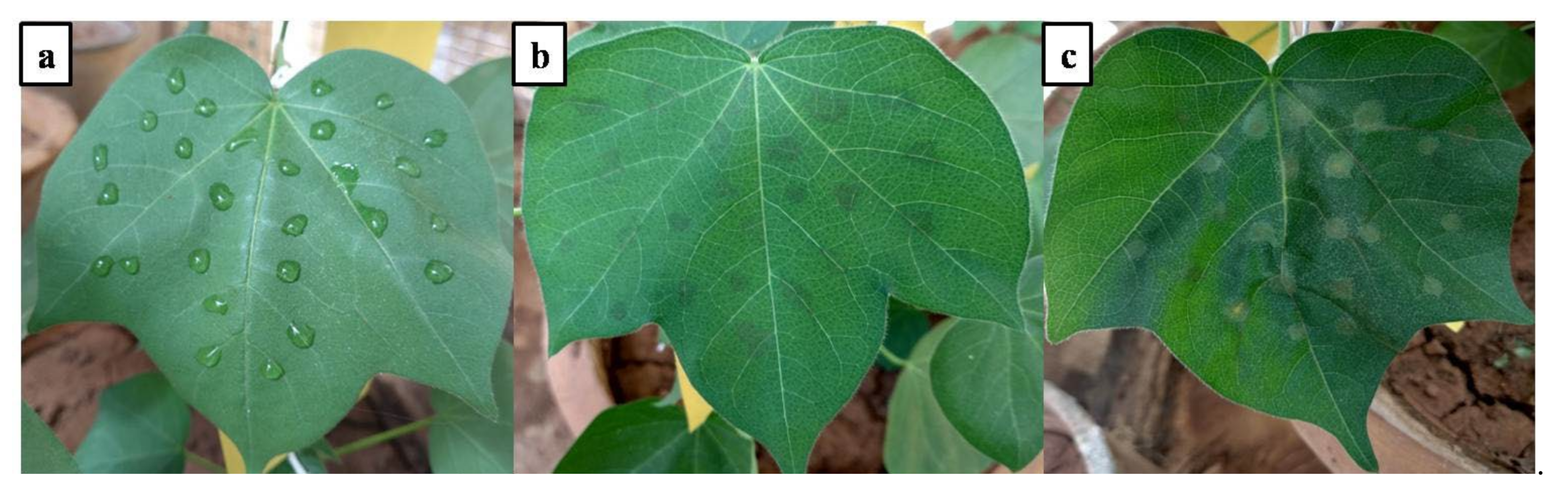 Horticulturae 07 00573 g007