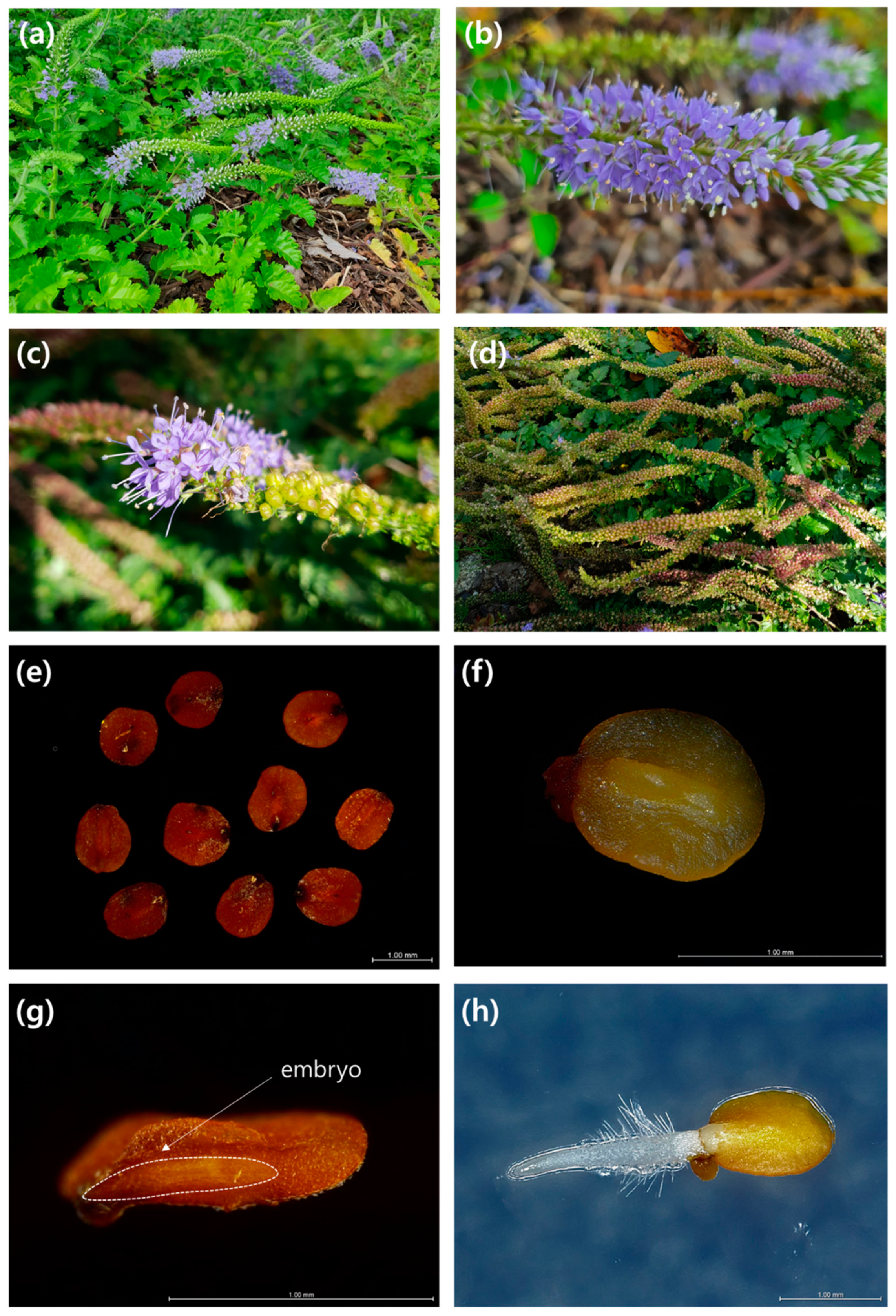 Horticulturae 07 00577 g001 550