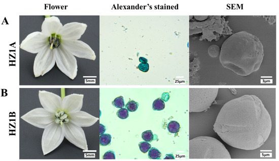 Comparative Transcriptome Analysis of the Anthers from the