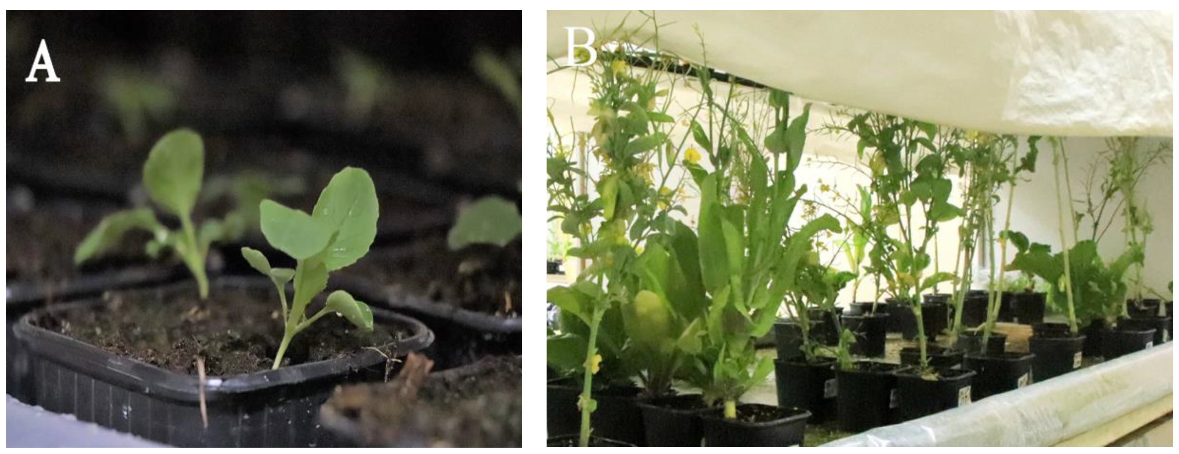 Horticulturae 07 00583 g001 Horticulturae 07 00583 g001