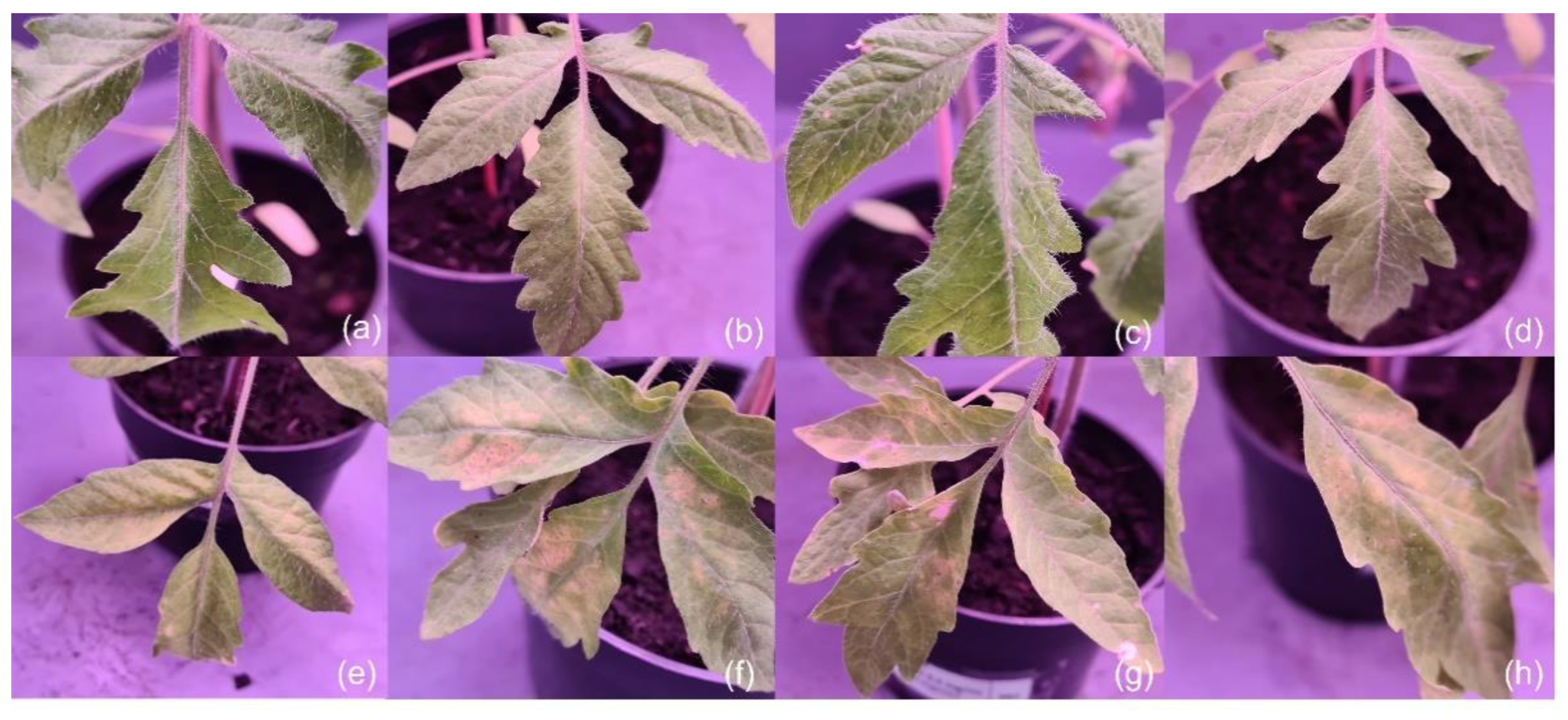 Horticulturae 07 00584 g003 Horticulturae 07 00584 g003