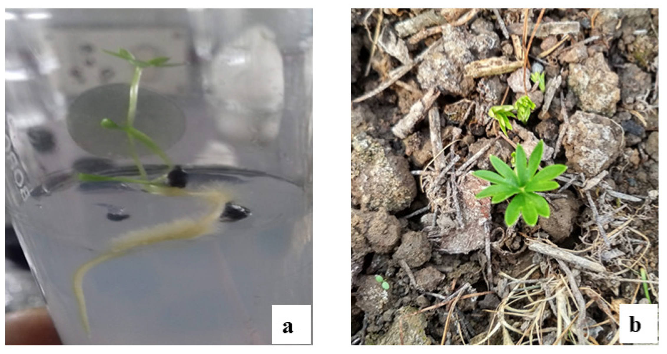 Horticulturae 07 00586 g001 Horticulturae 07 00586 g001