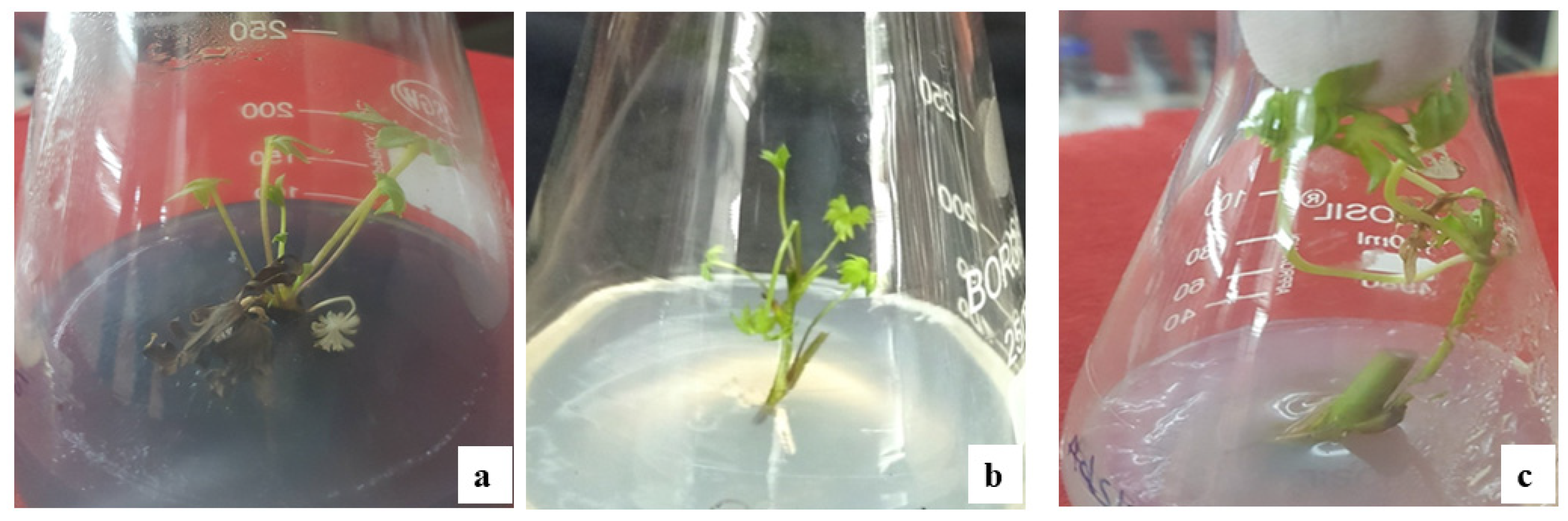 Horticulturae 07 00586 g002 Horticulturae 07 00586 g002