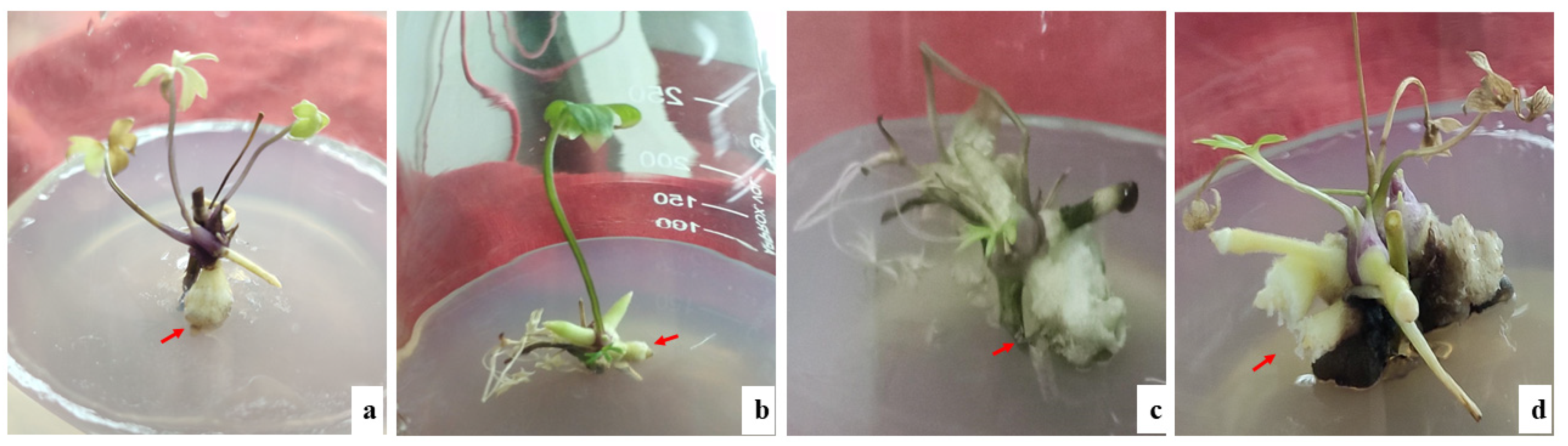 Horticulturae 07 00586 g003 Horticulturae 07 00586 g003