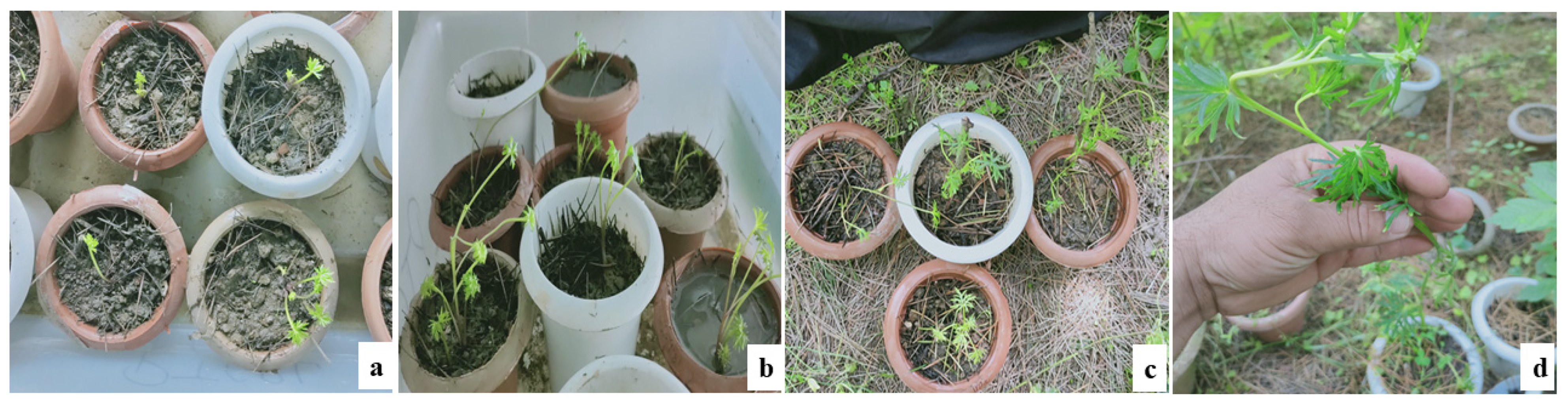 Horticulturae 07 00586 g004 Horticulturae 07 00586 g004