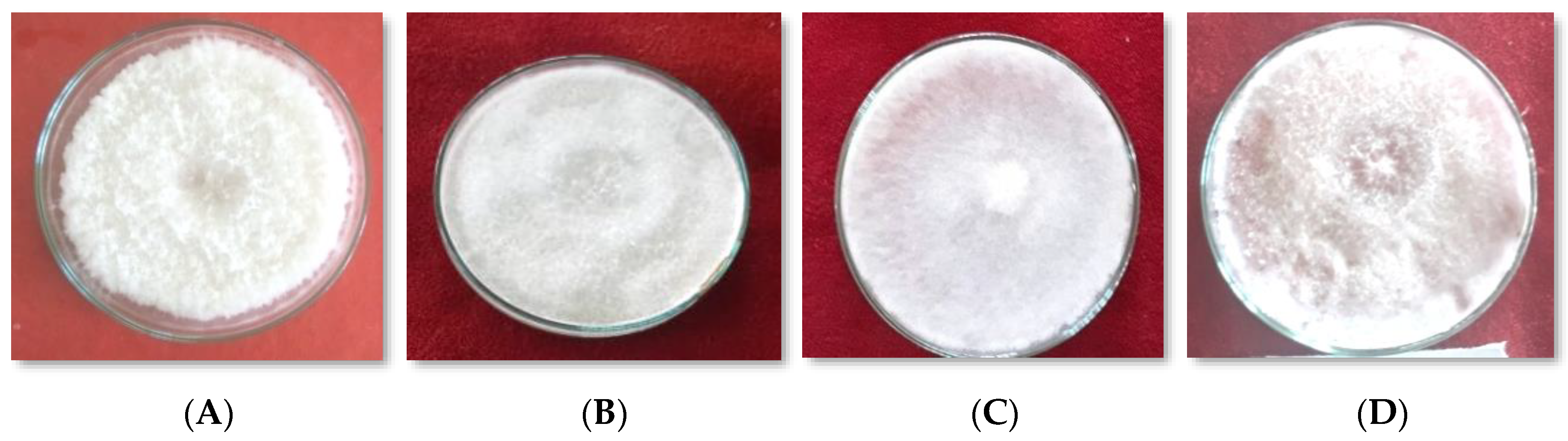 Horticulturae 07 00587 g002