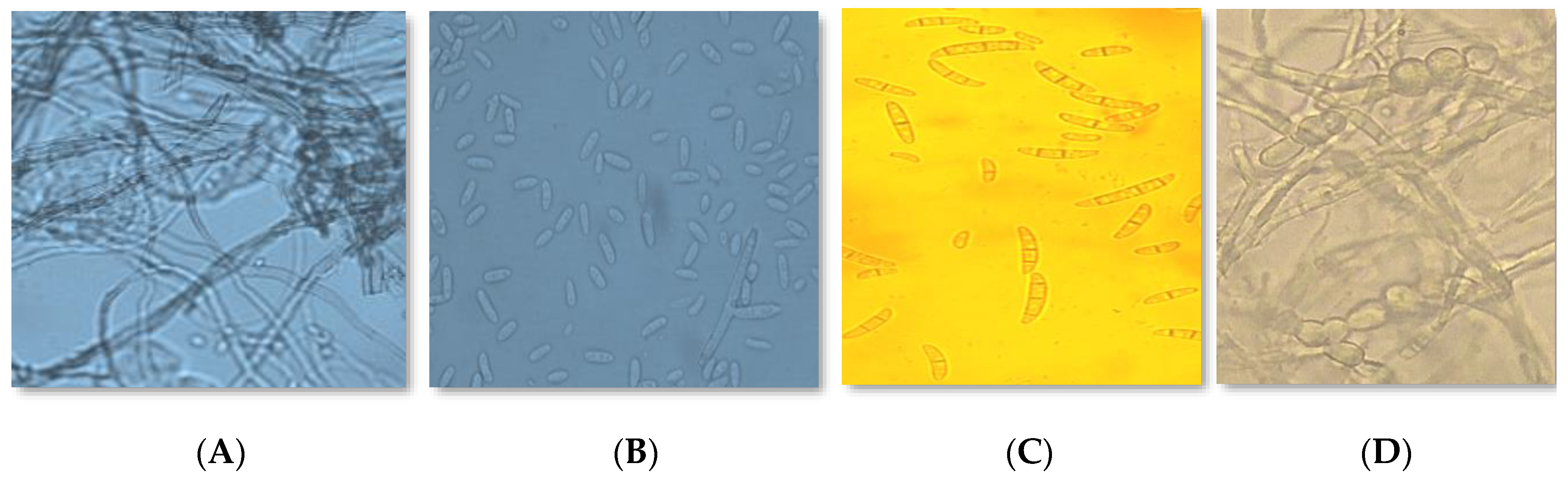 Horticulturae 07 00587 g003