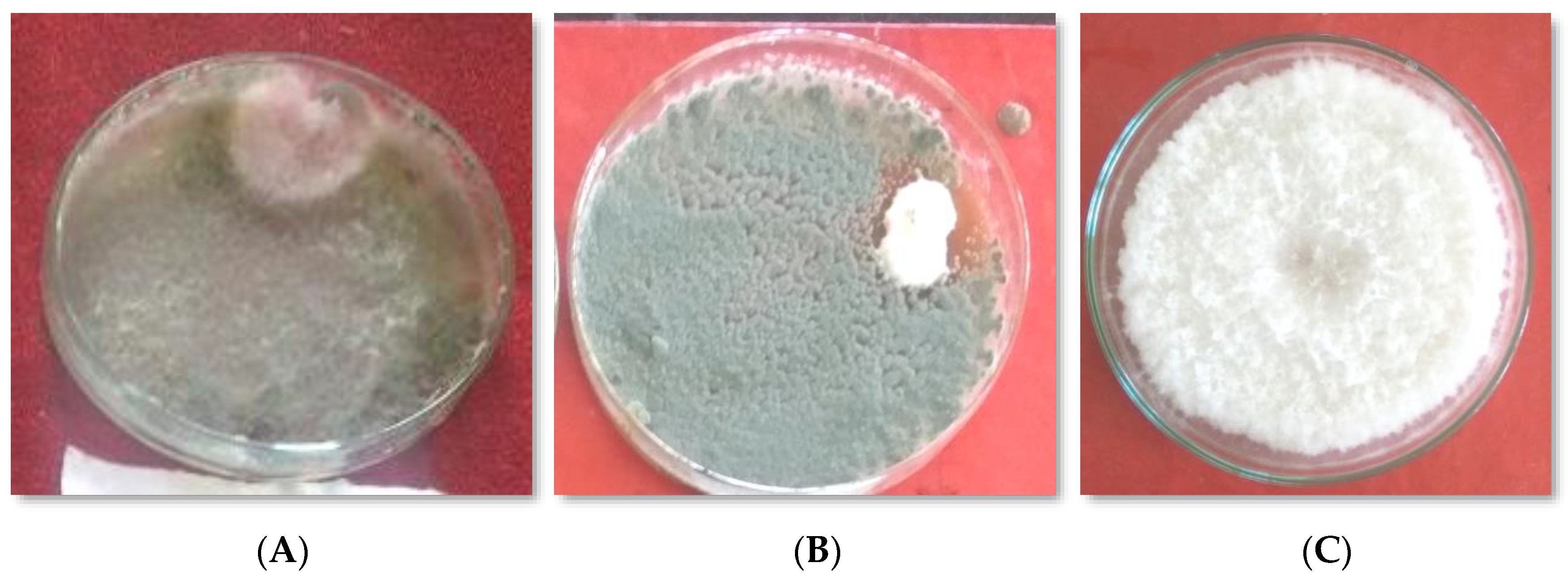 Horticulturae 07 00587 g006