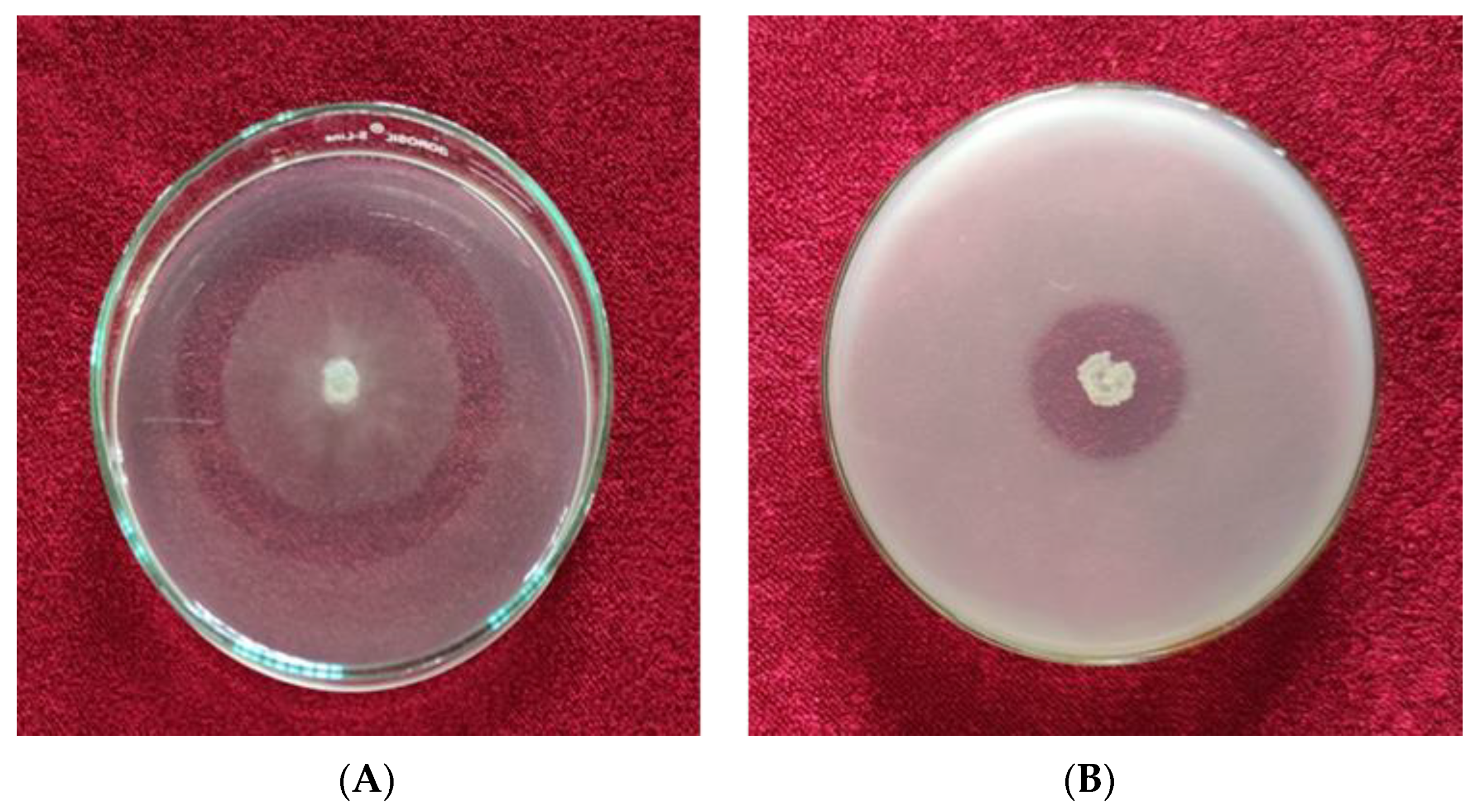 Horticulturae 07 00587 g007