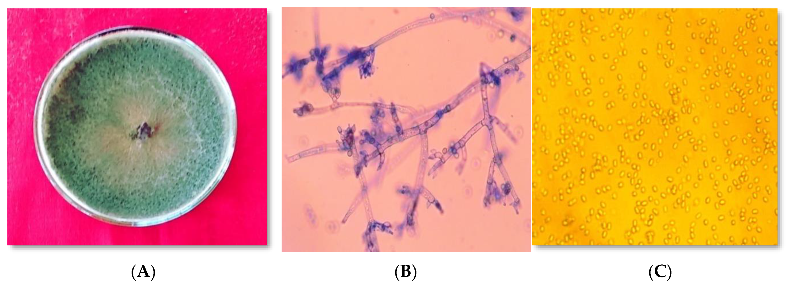 Horticulturae 07 00587 g008