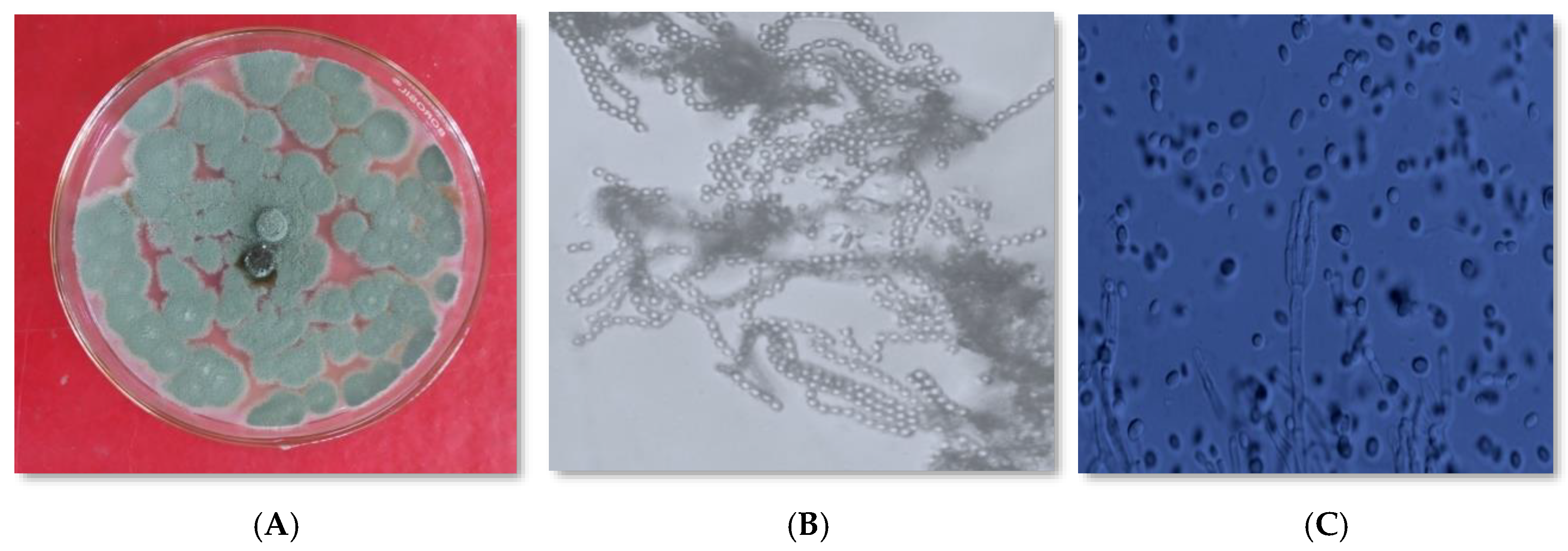 Horticulturae 07 00587 g009