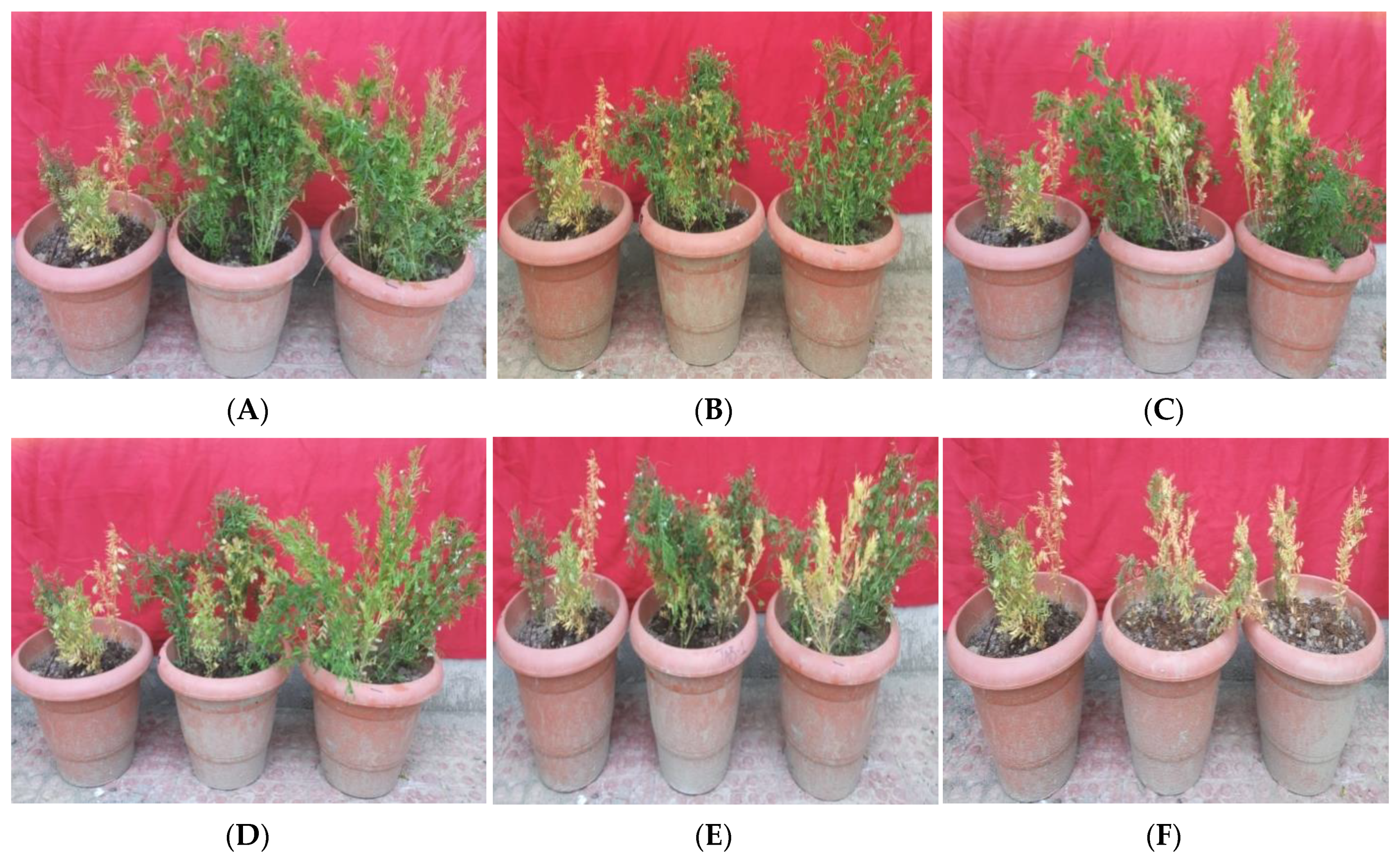 Horticulturae 07 00587 g010