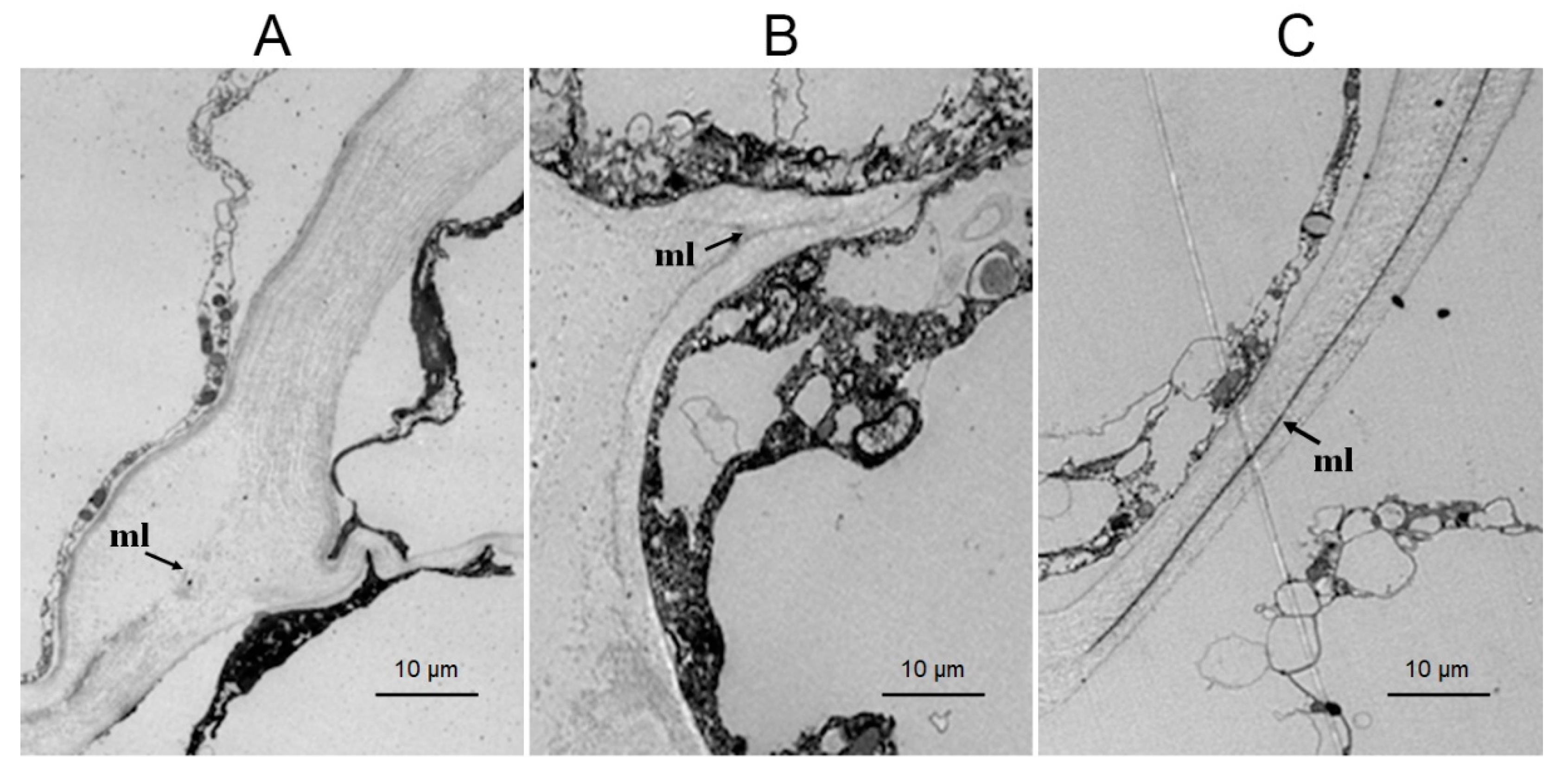 Horticulturae 08 00001 g002