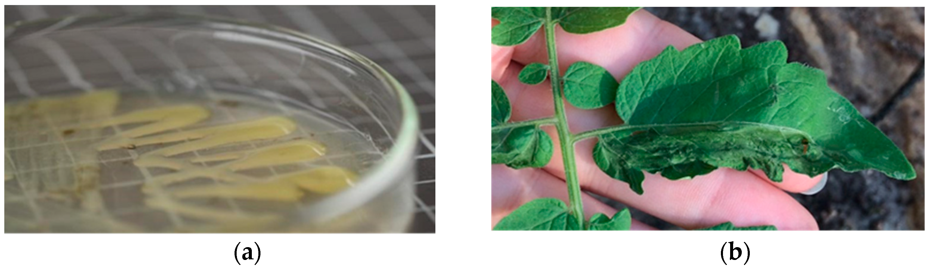 Horticulturae 08 00007 g001