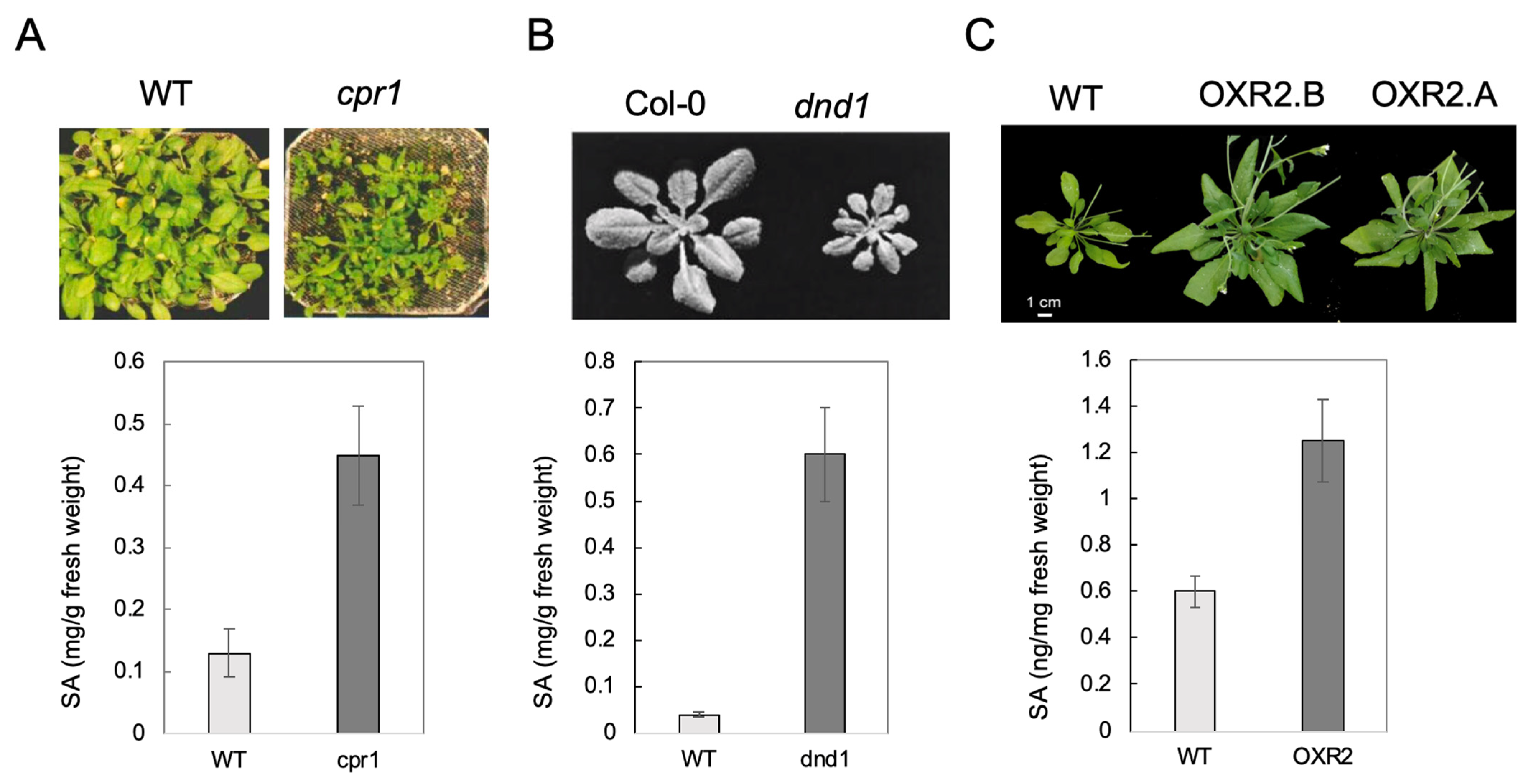 Horticulturae 08 00009 g001