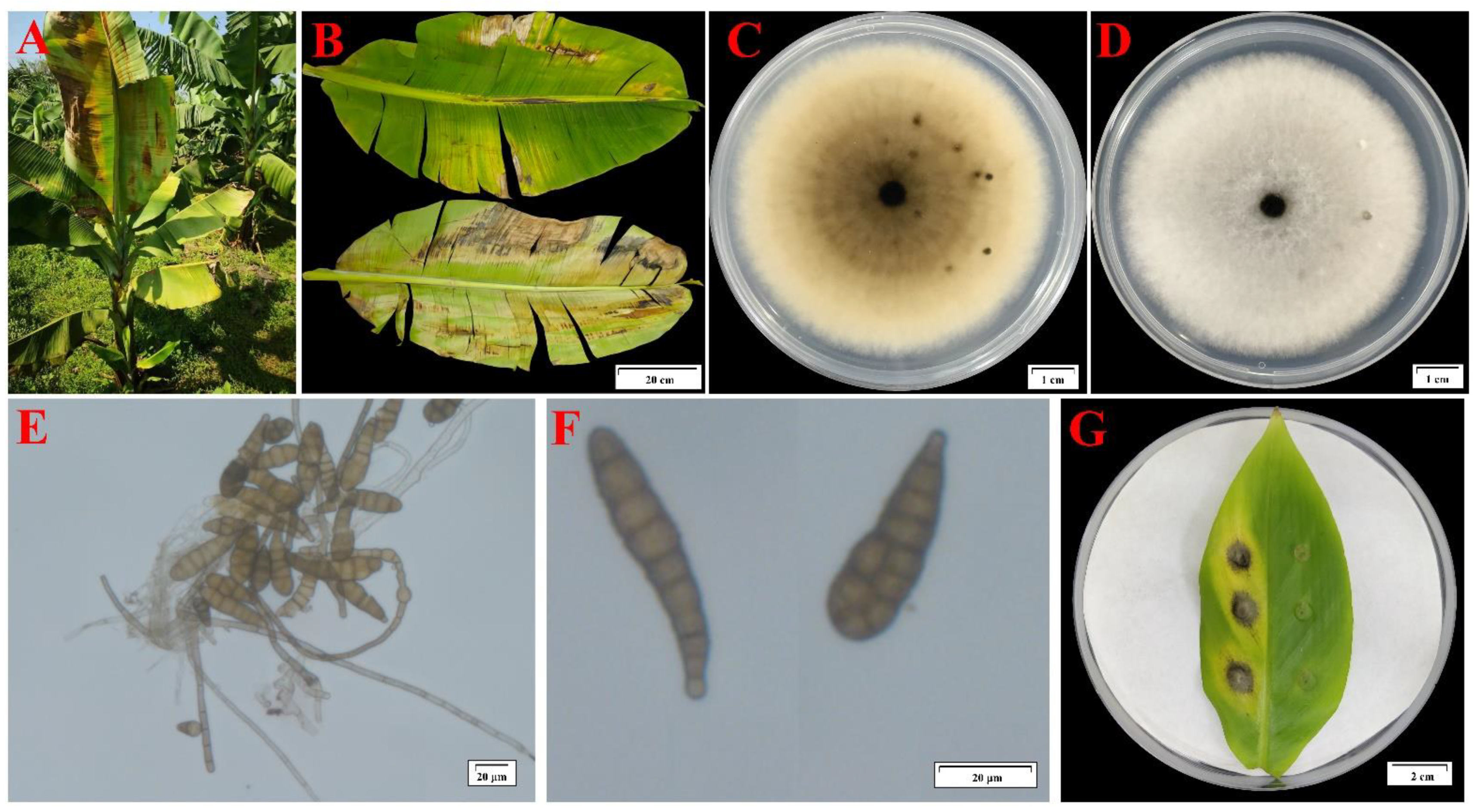 A New Leaf Blight Disease Caused by Alternaria jacinthicola