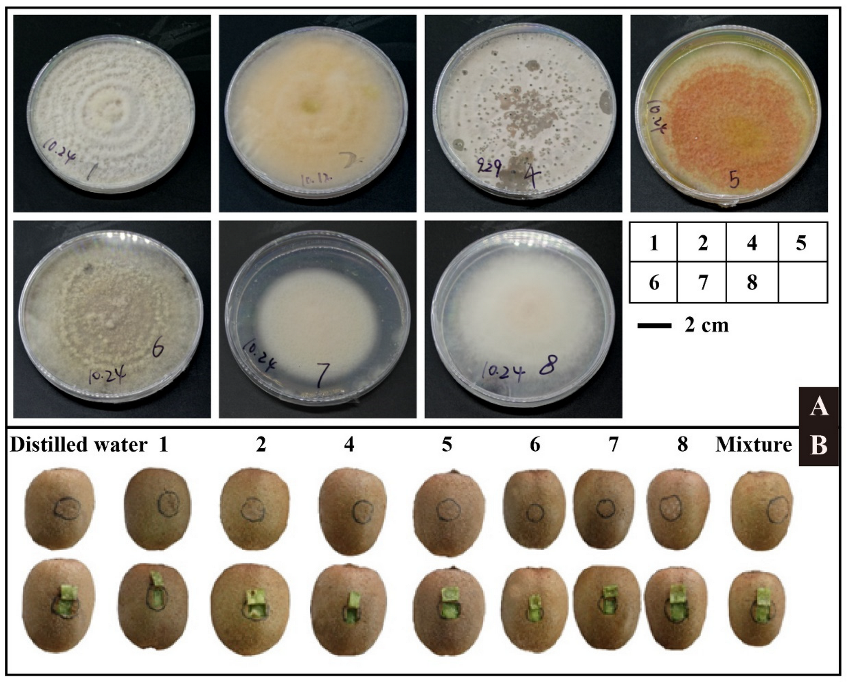 Horticulturae 08 00013 g006 550