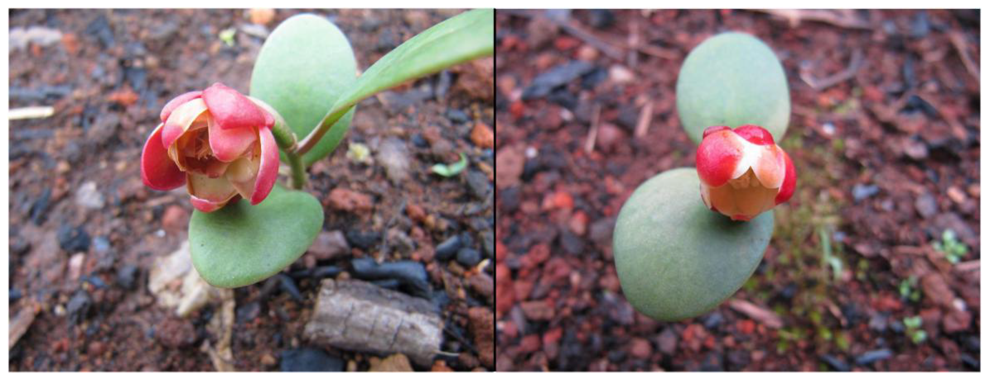 Horticulturae 08 00019 g001