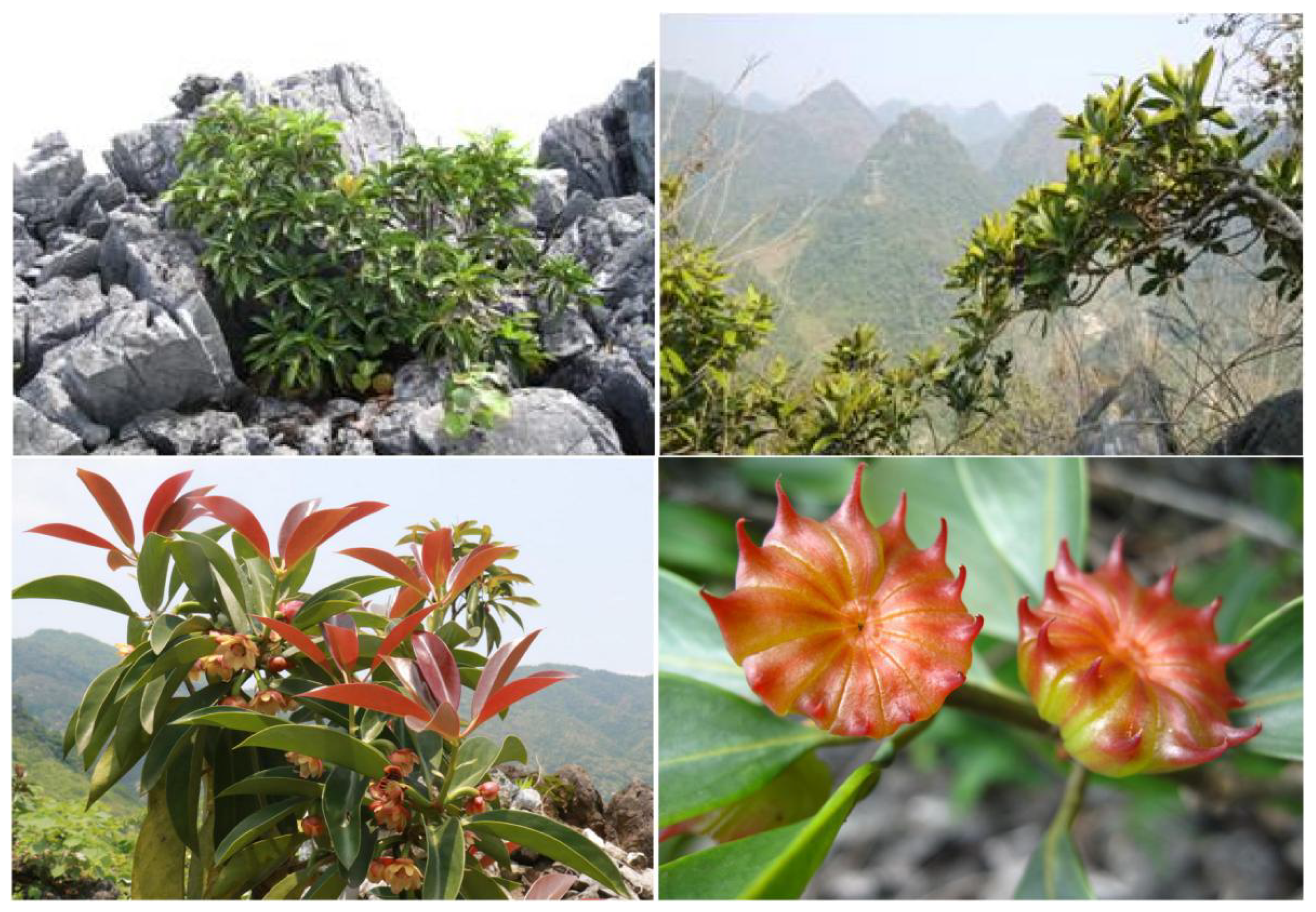 Horticulturae 08 00019 g002