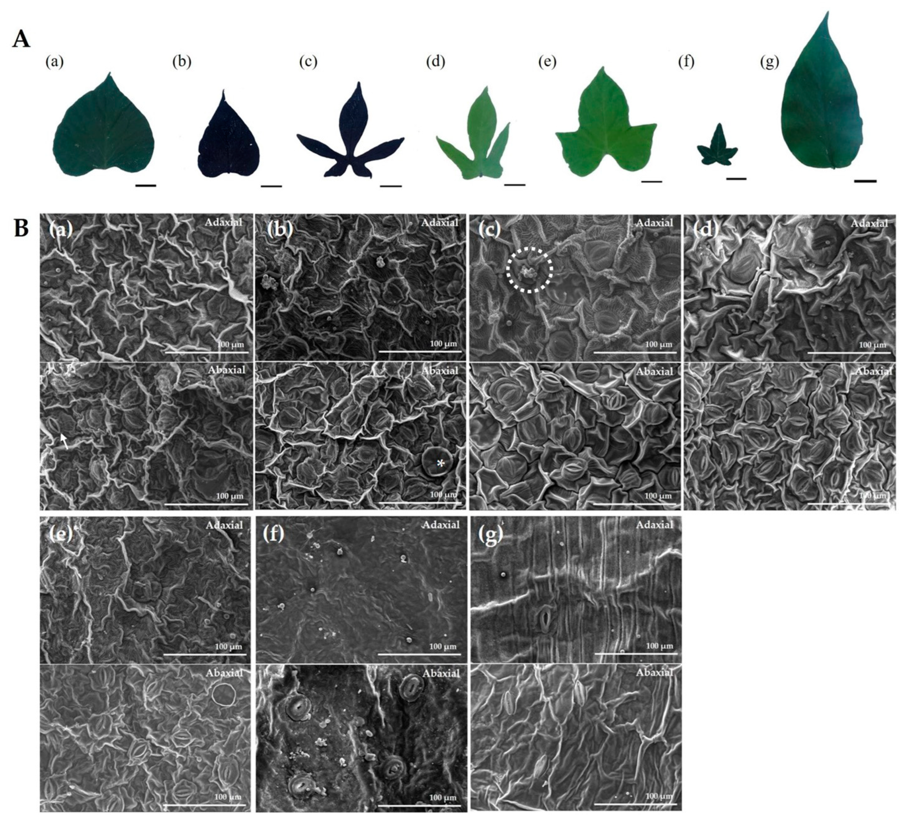 Horticulturae 08 00026 g004 550