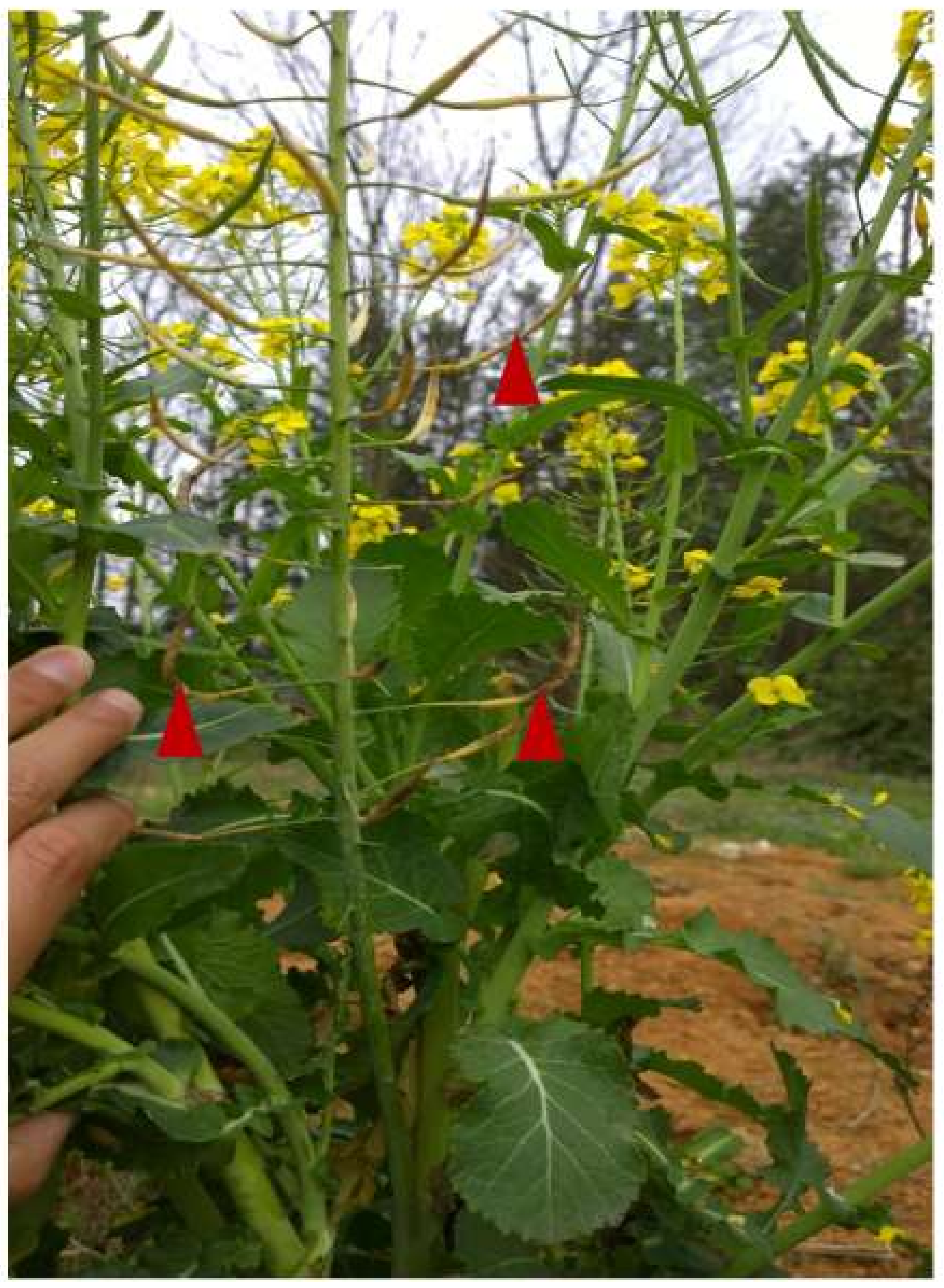 Horticulturae 08 00027 g003