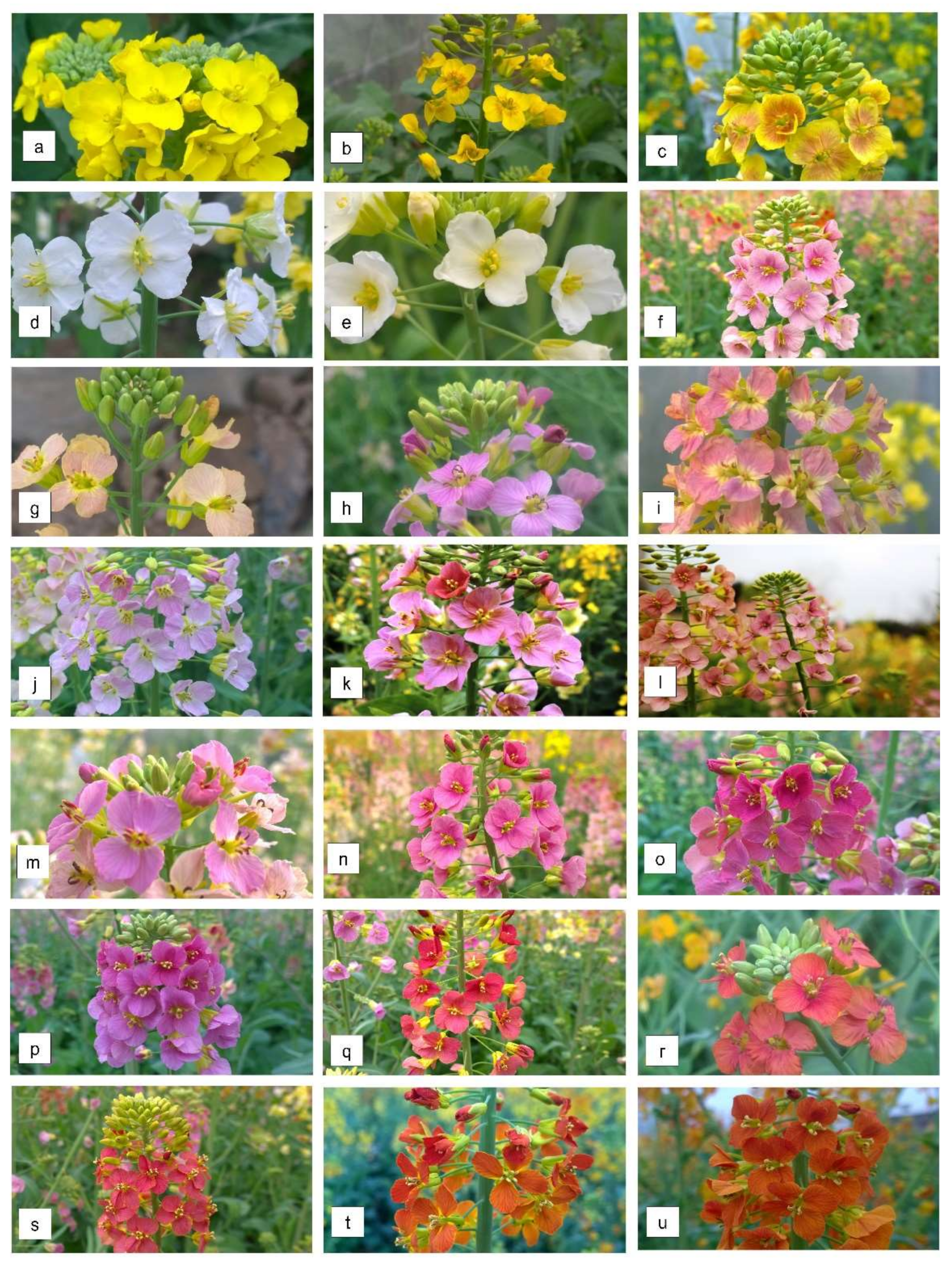 Horticulturae 08 00027 g005