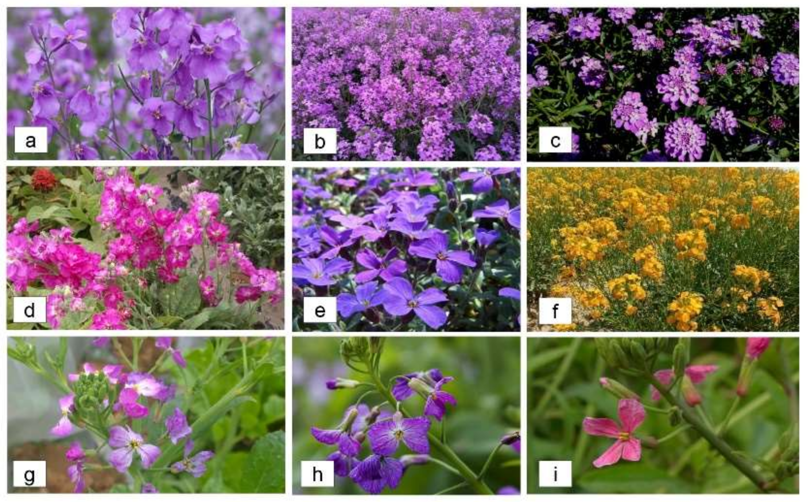 Horticulturae 08 00027 g006