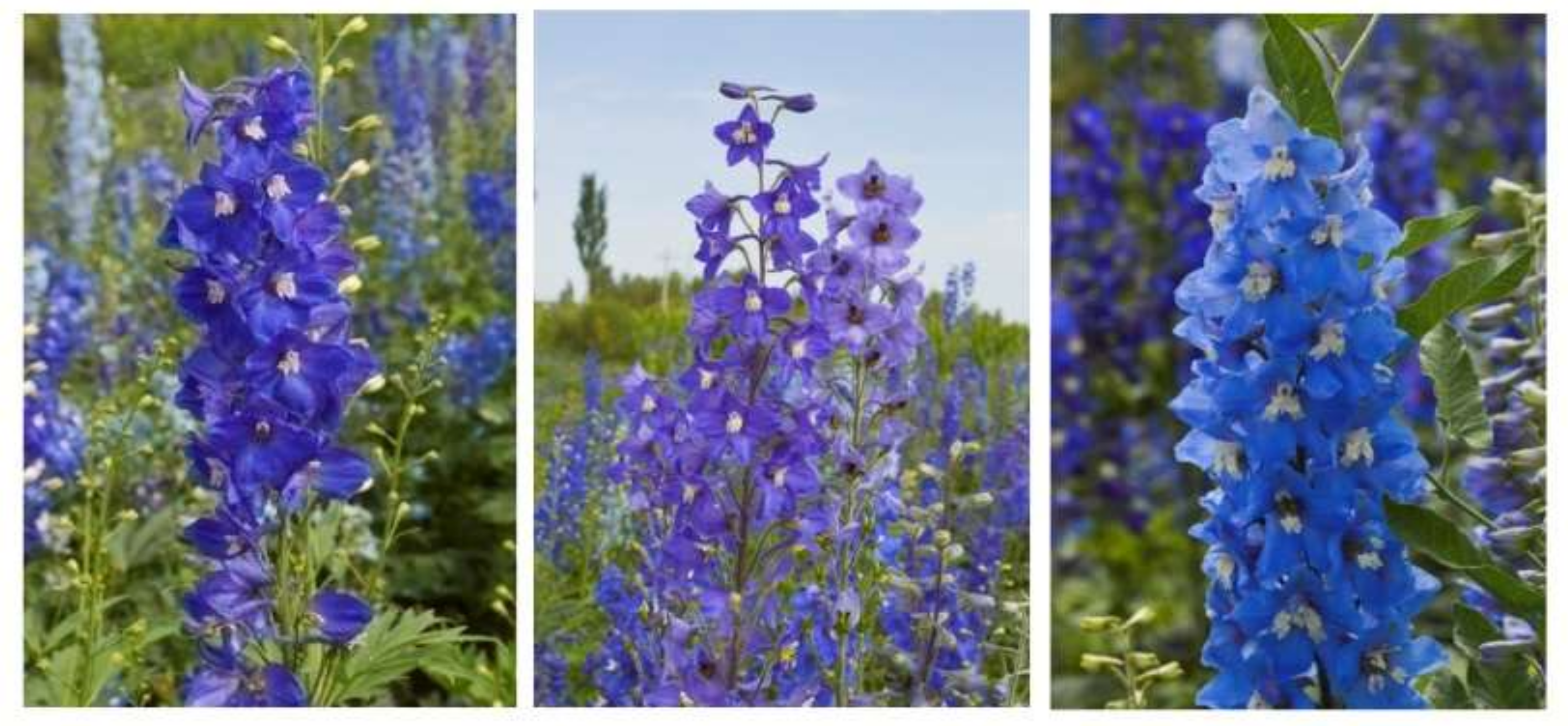 Horticulturae 08 00027 g007