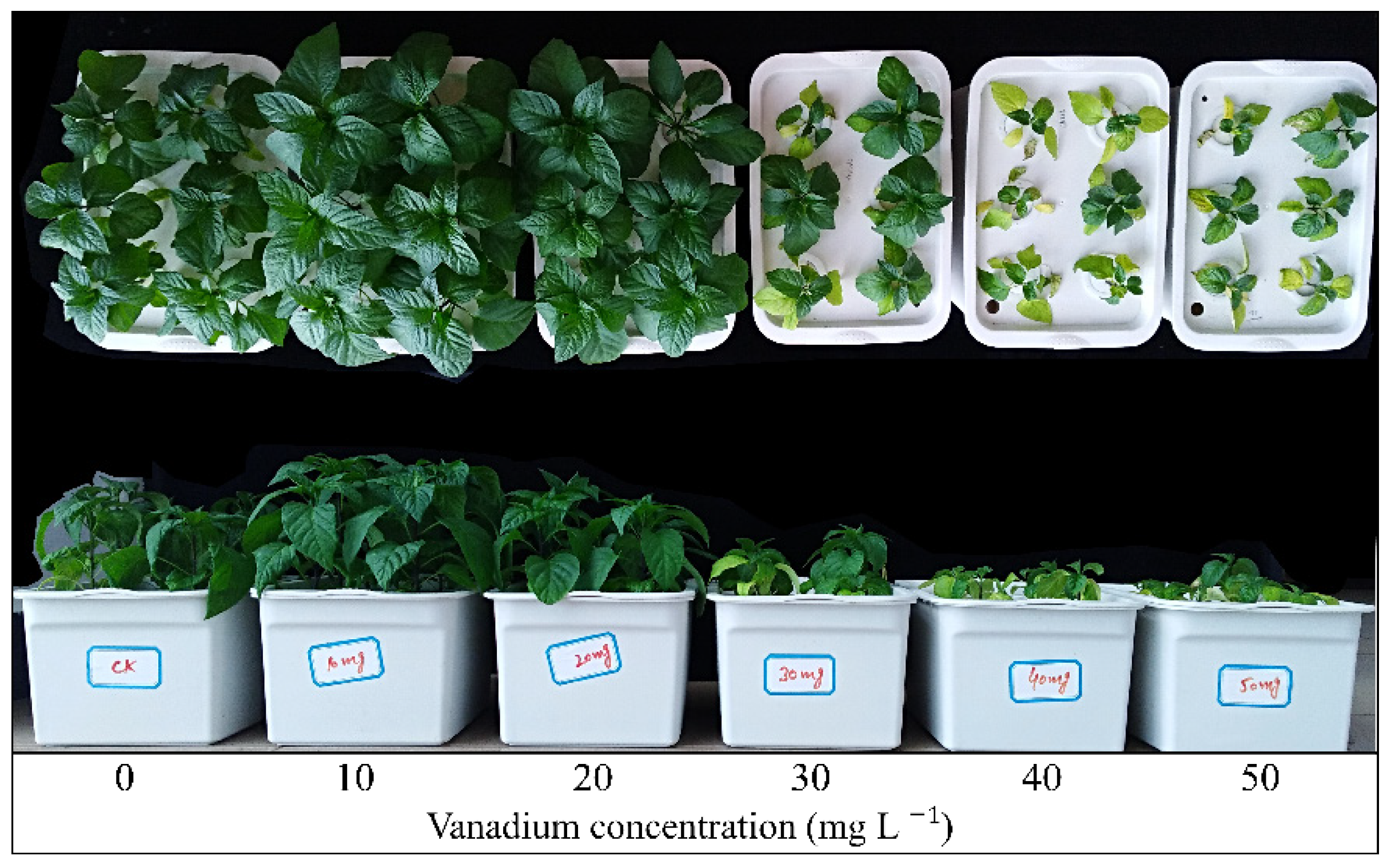 Horticulturae 08 00028 g001 550