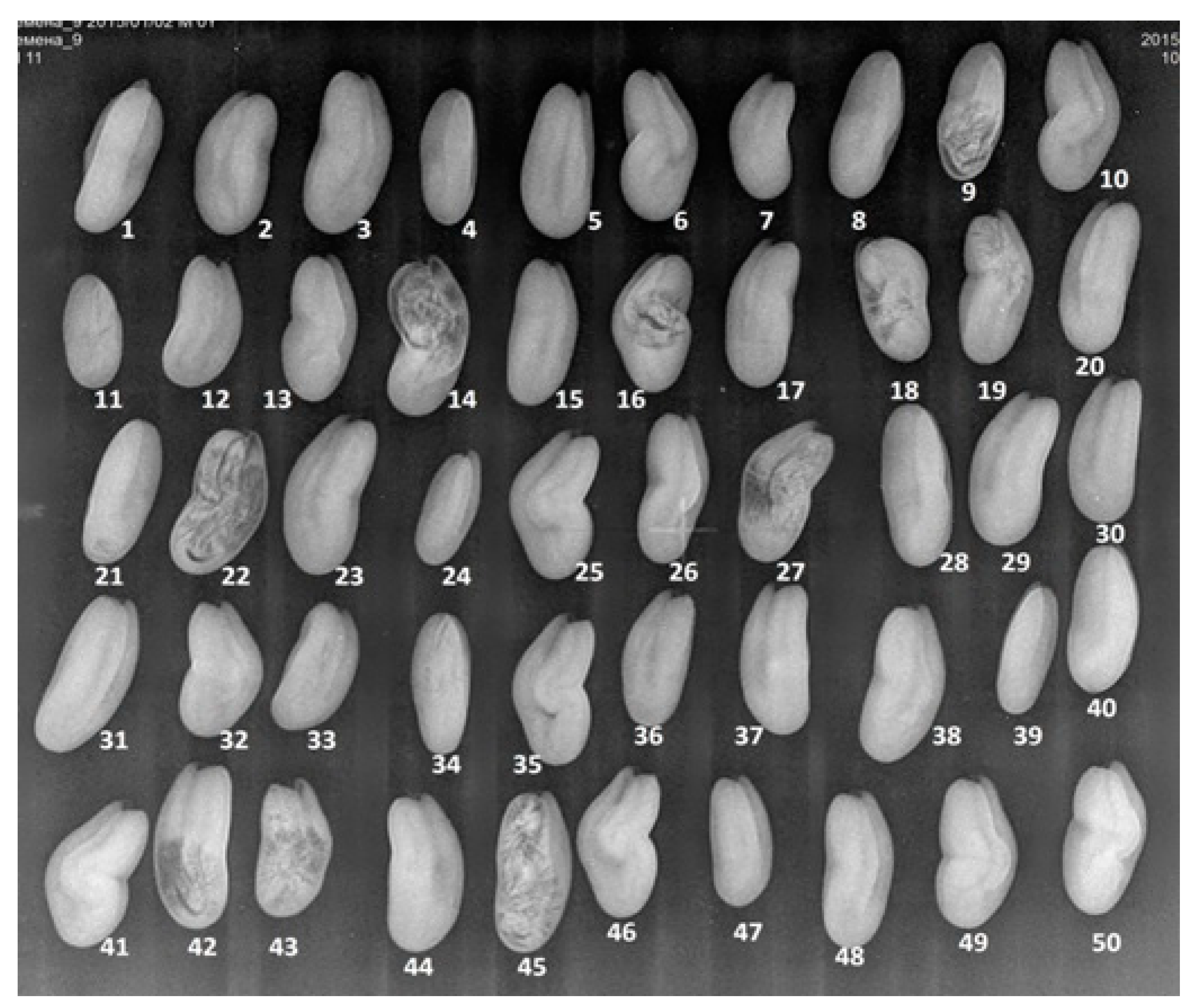 Horticulturae 08 00029 g013 Horticulturae 08 00029 g013