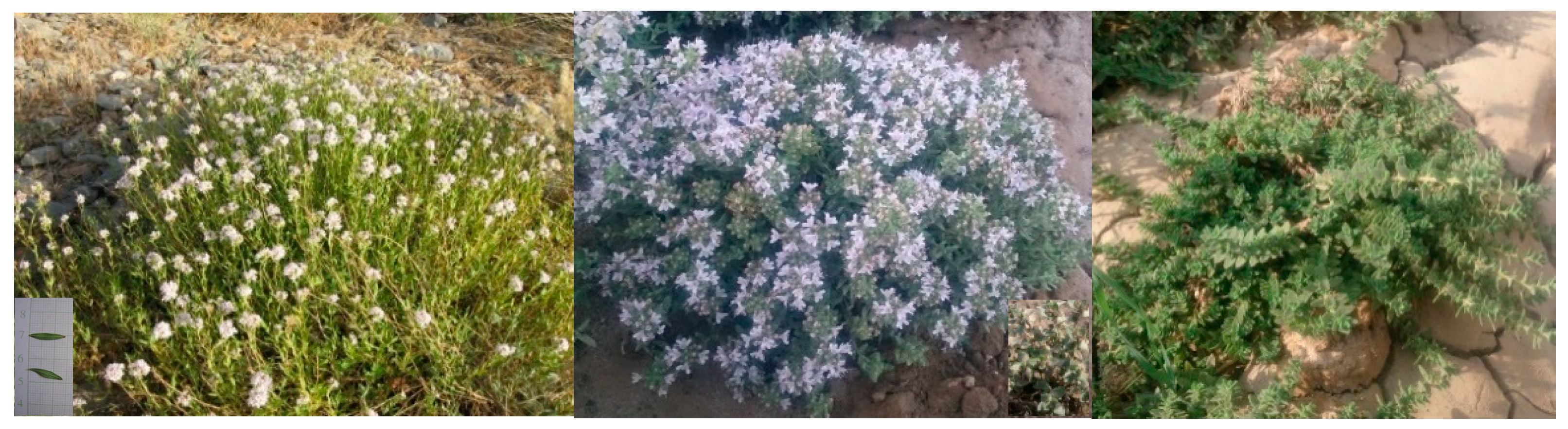 Horticulturae 08 00031 g001