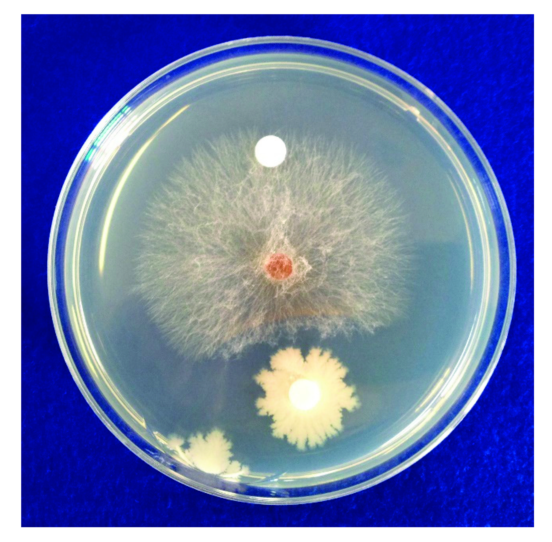 Horticulturae 08 00034 g001 Horticulturae 08 00034 g001