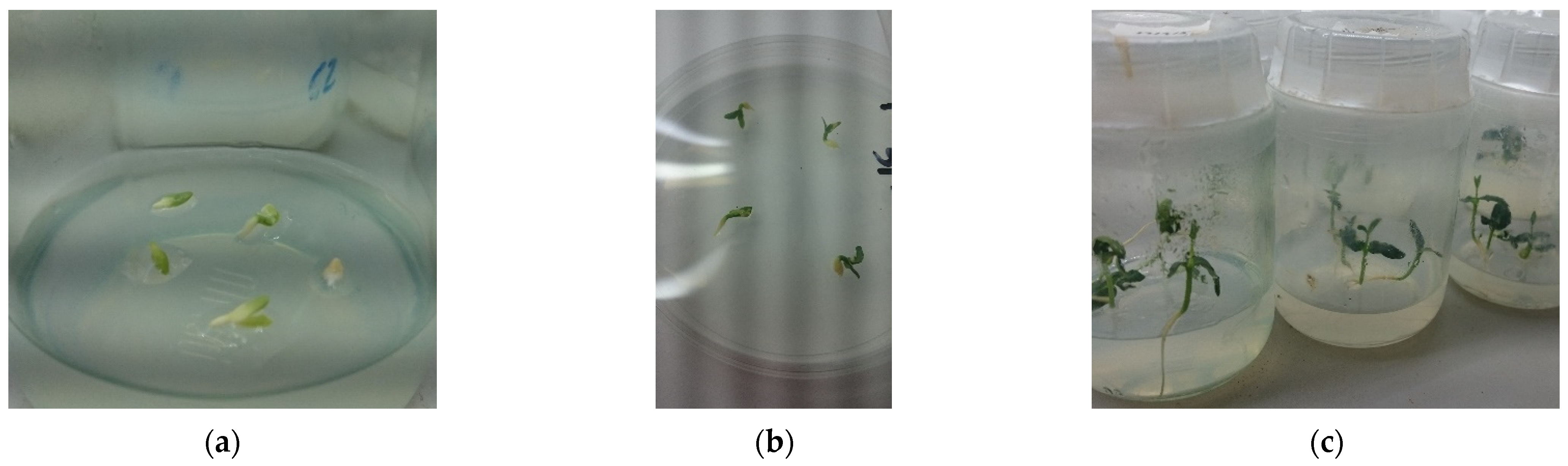 Horticulturae 08 00036 g001 550