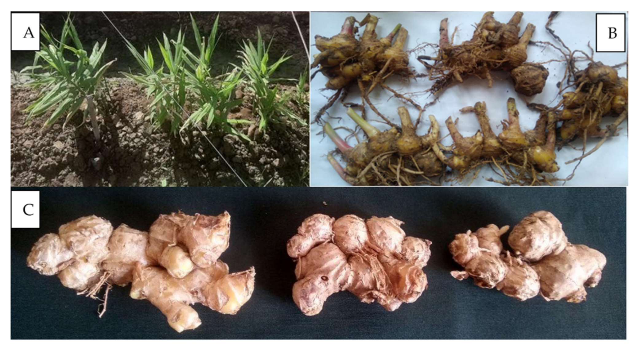 Horticulturae 08 00043 g002 Horticulturae 08 00043 g002