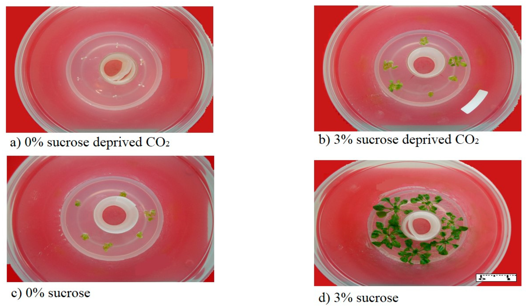 Horticulturae 08 00044 g004 Horticulturae 08 00044 g004