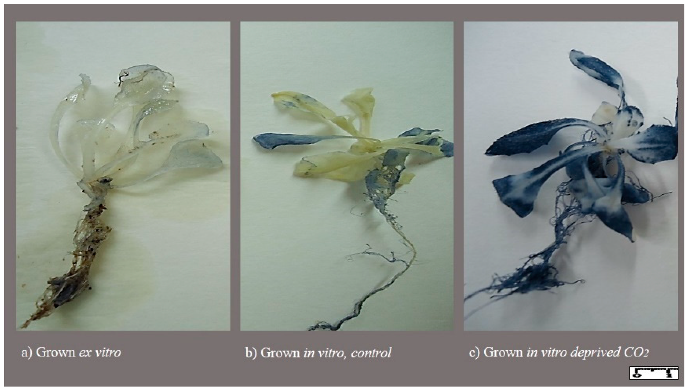 Horticulturae 08 00044 g005 Horticulturae 08 00044 g005