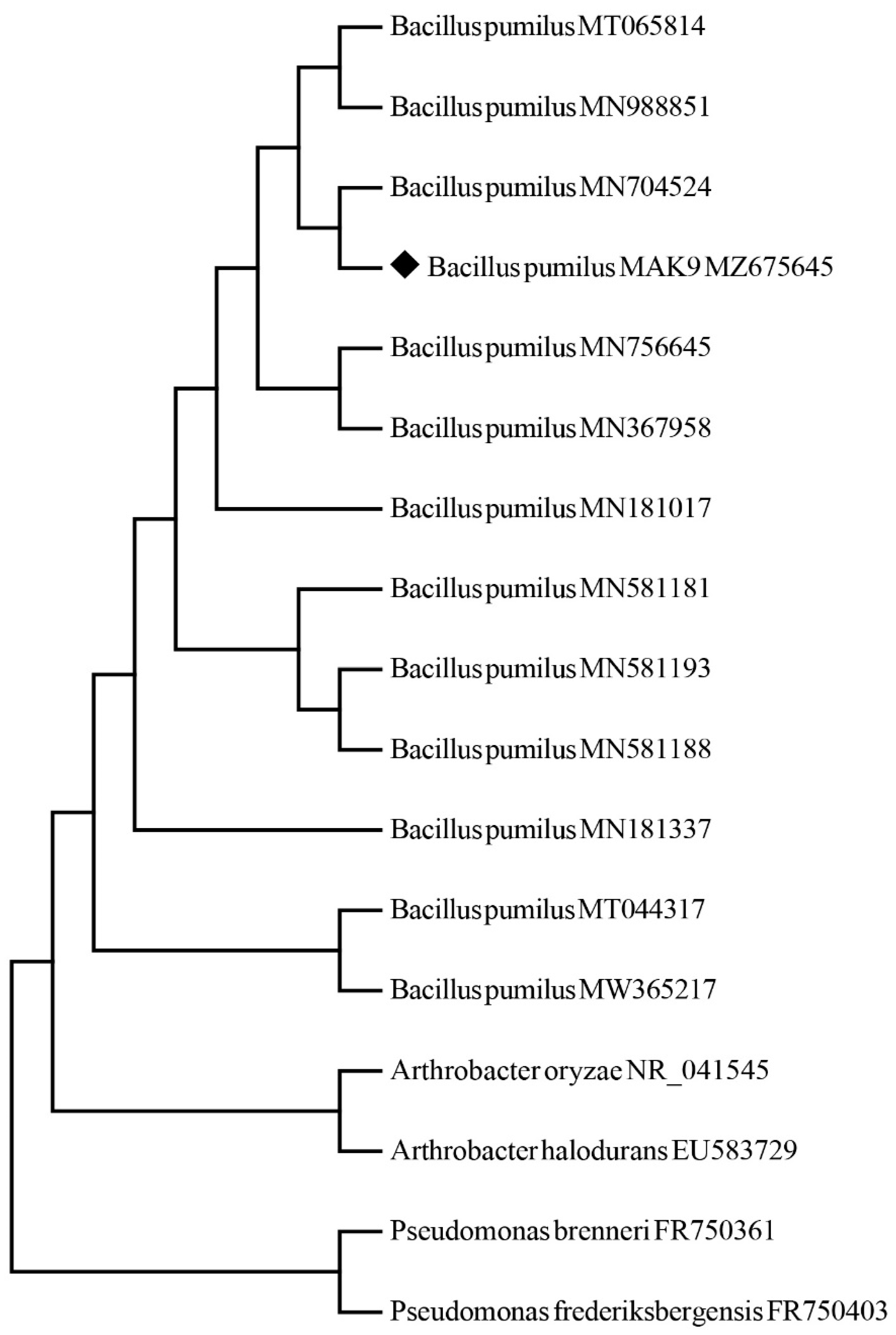 Horticulturae 08 00049 g001