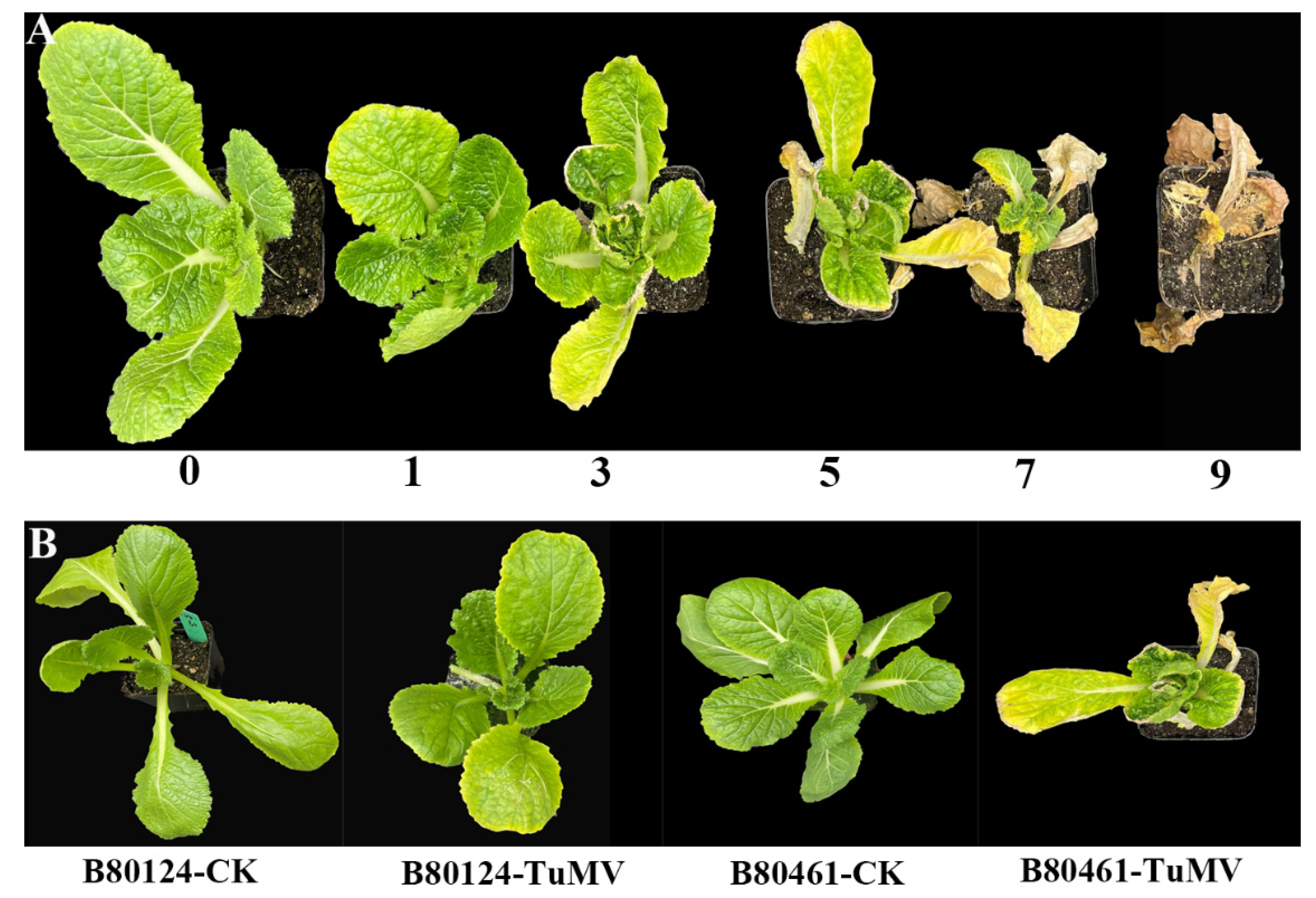 Horticulturae 08 00057 g001