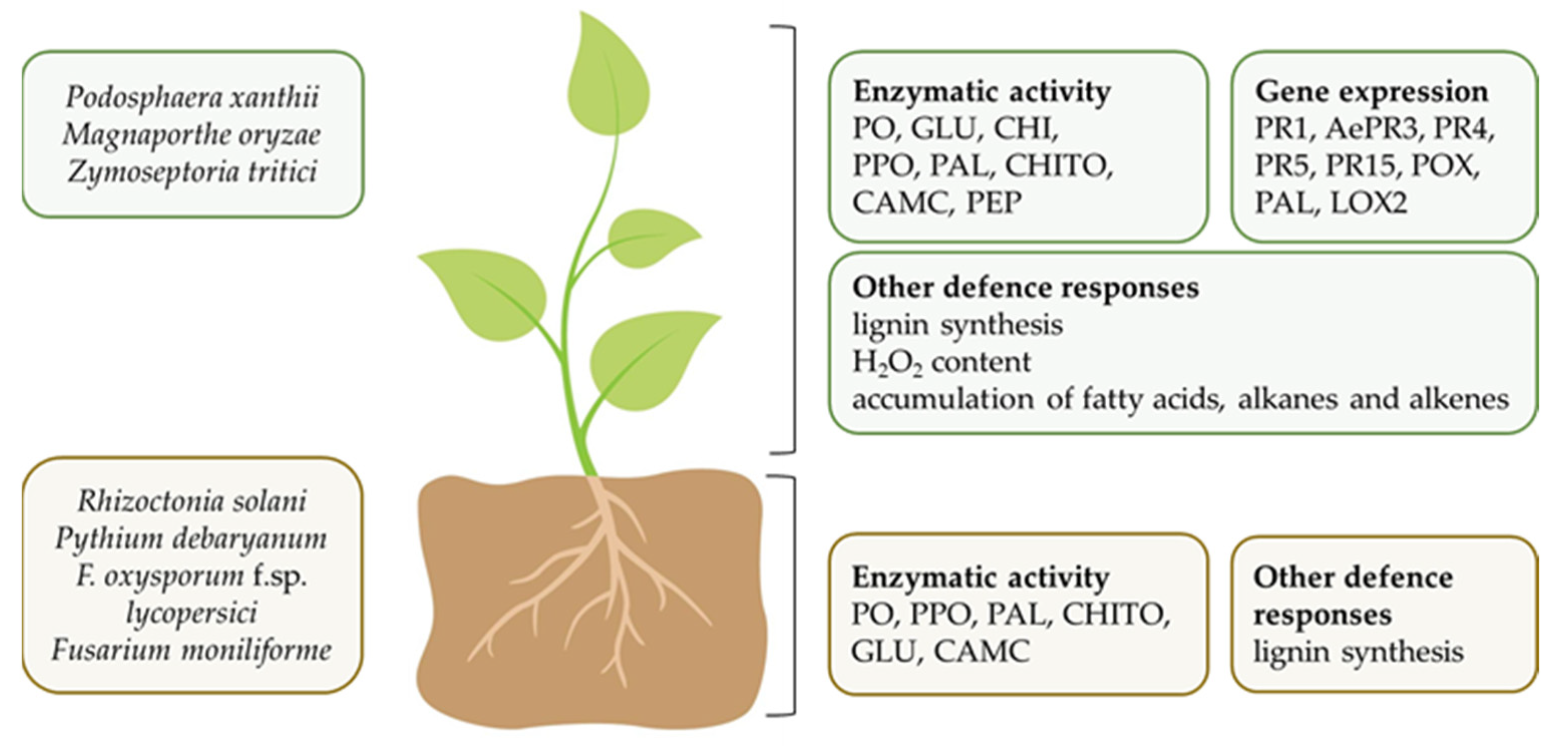 Horticulturae 08 00058 g005
