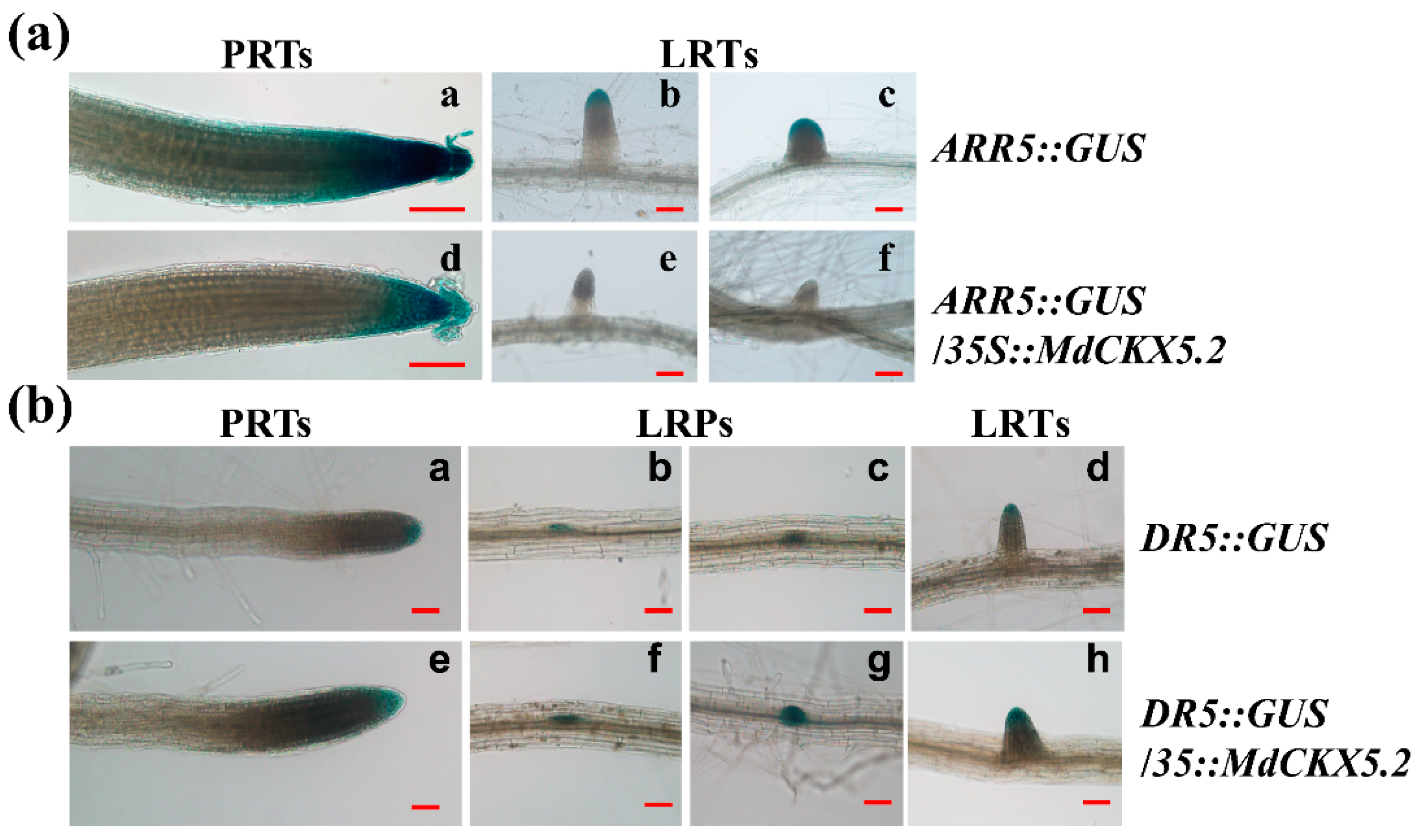 Horticulturae 08 00062 g004 550