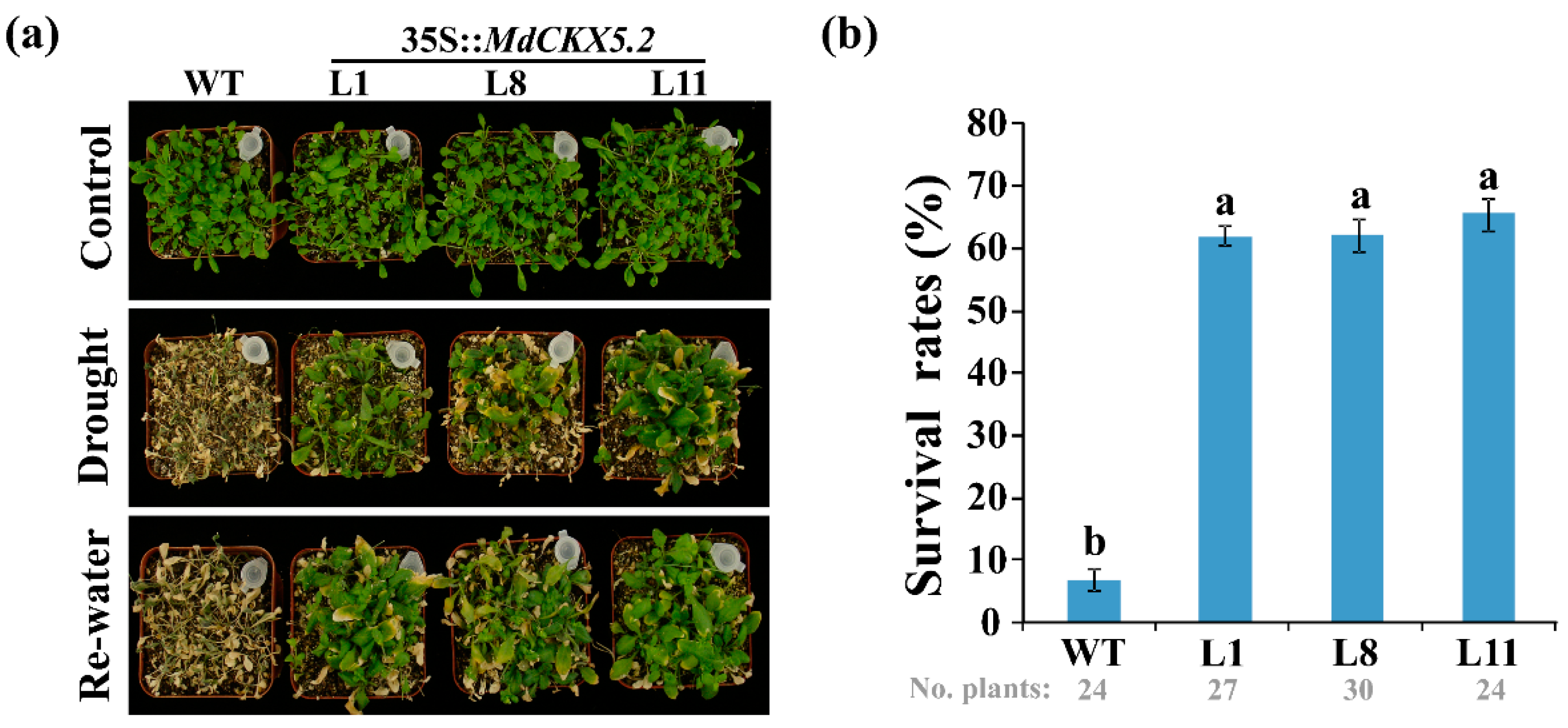 Horticulturae 08 00062 g006 550