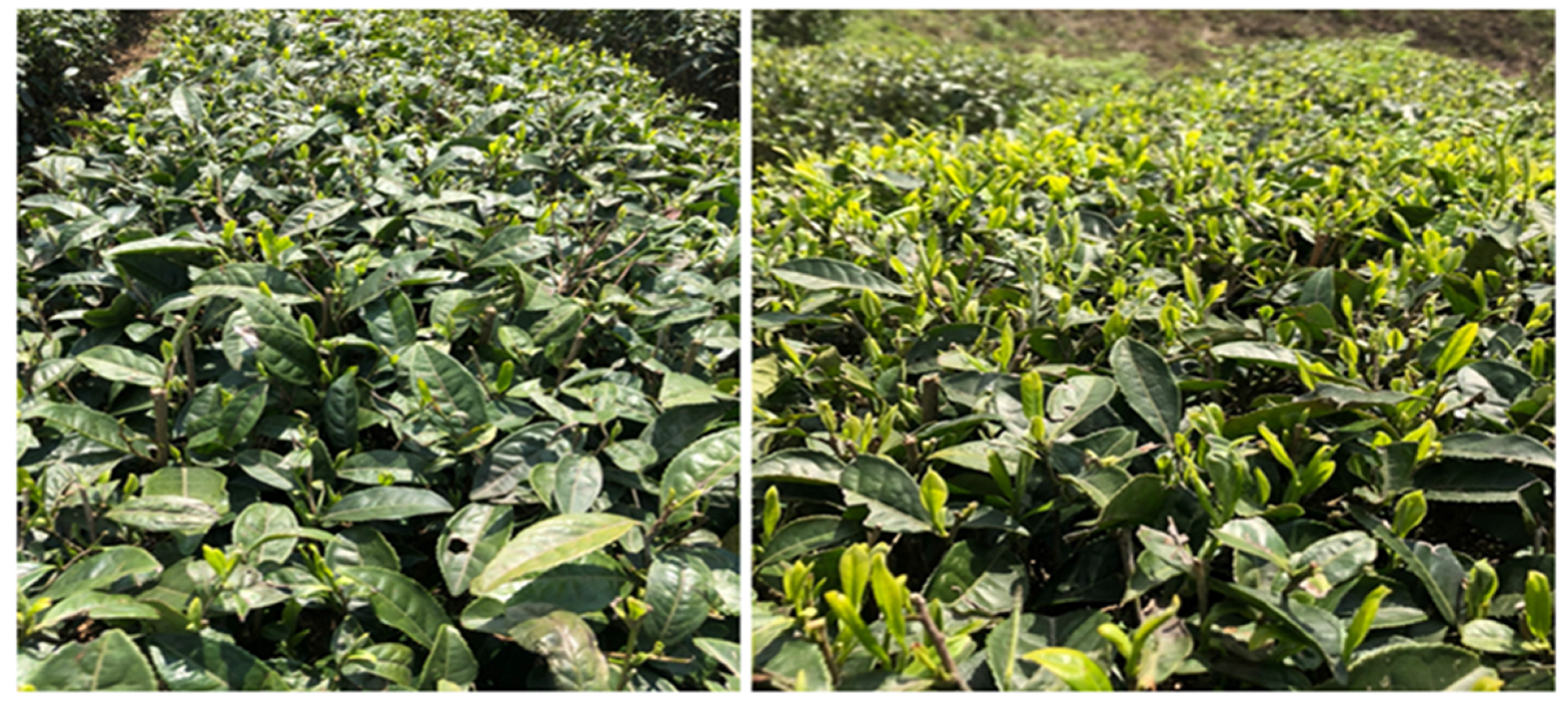 Horticulturae 08 00068 g001