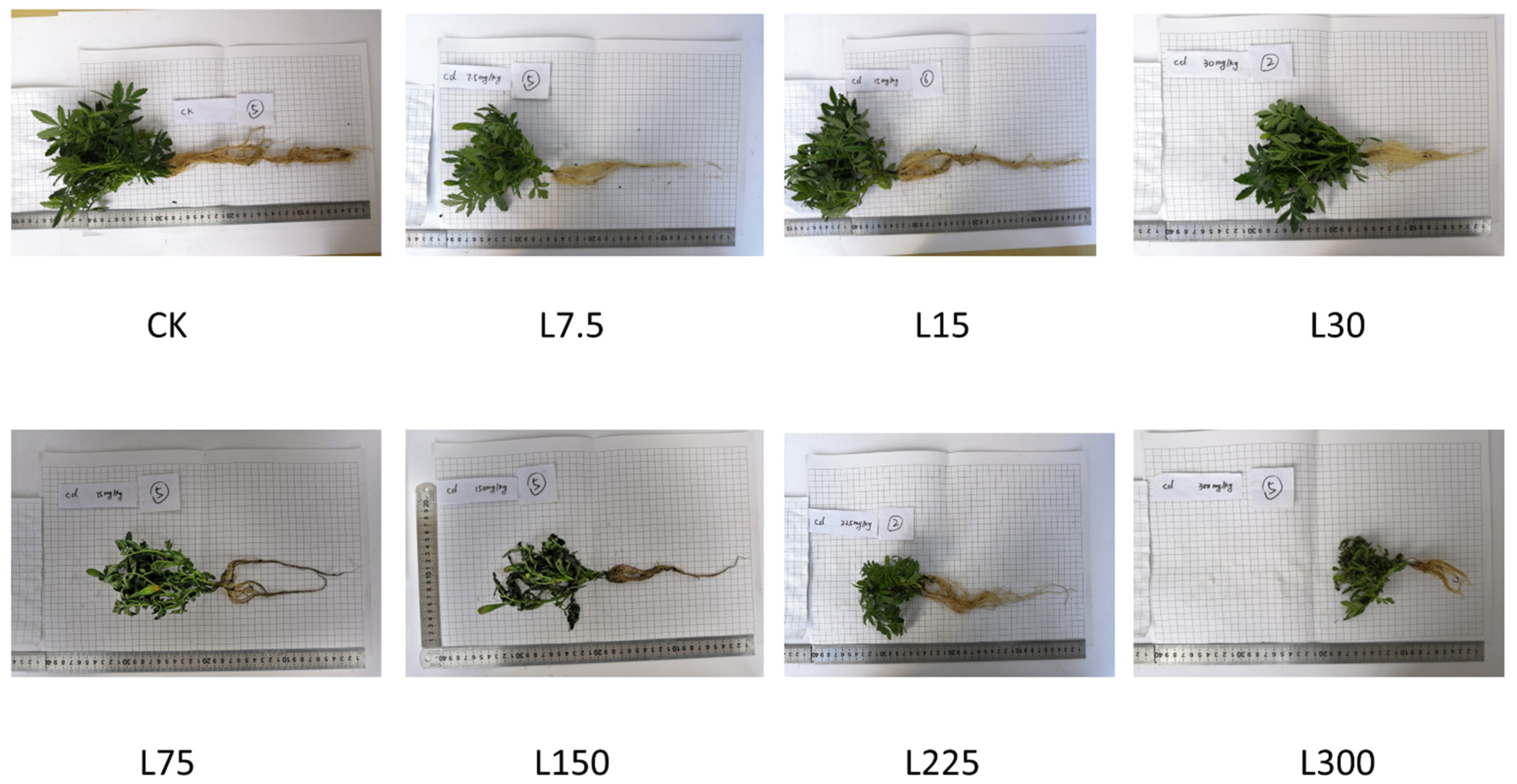 Horticulturae 08 00069 g001