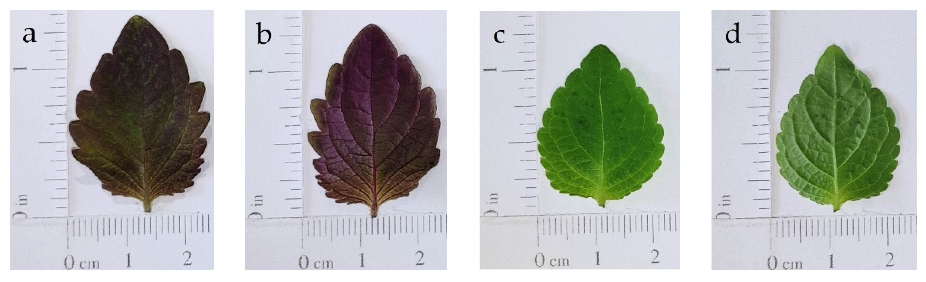 Horticulturae 08 00071 g002 Horticulturae 08 00071 g002