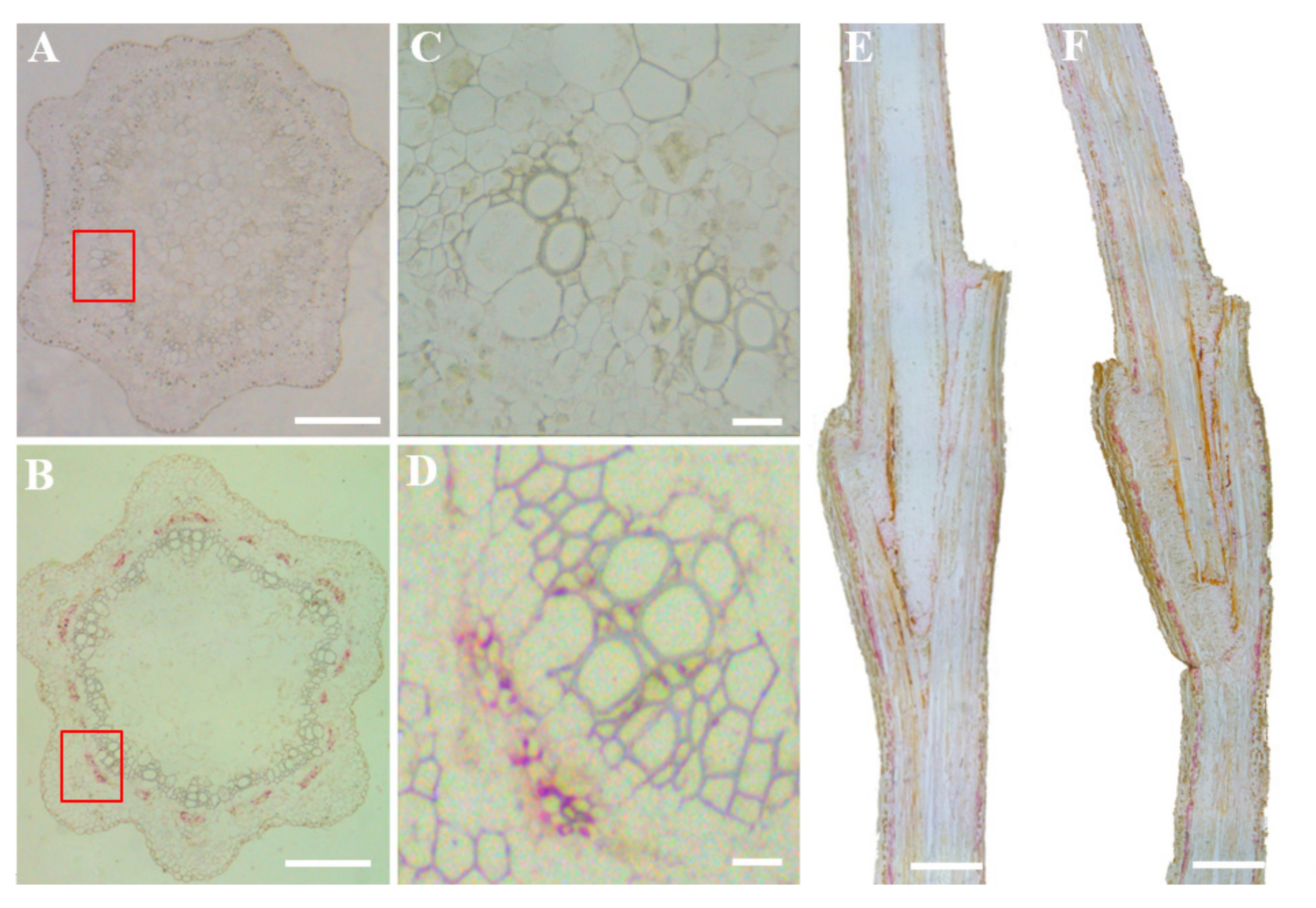 Horticulturae 08 00073 g005