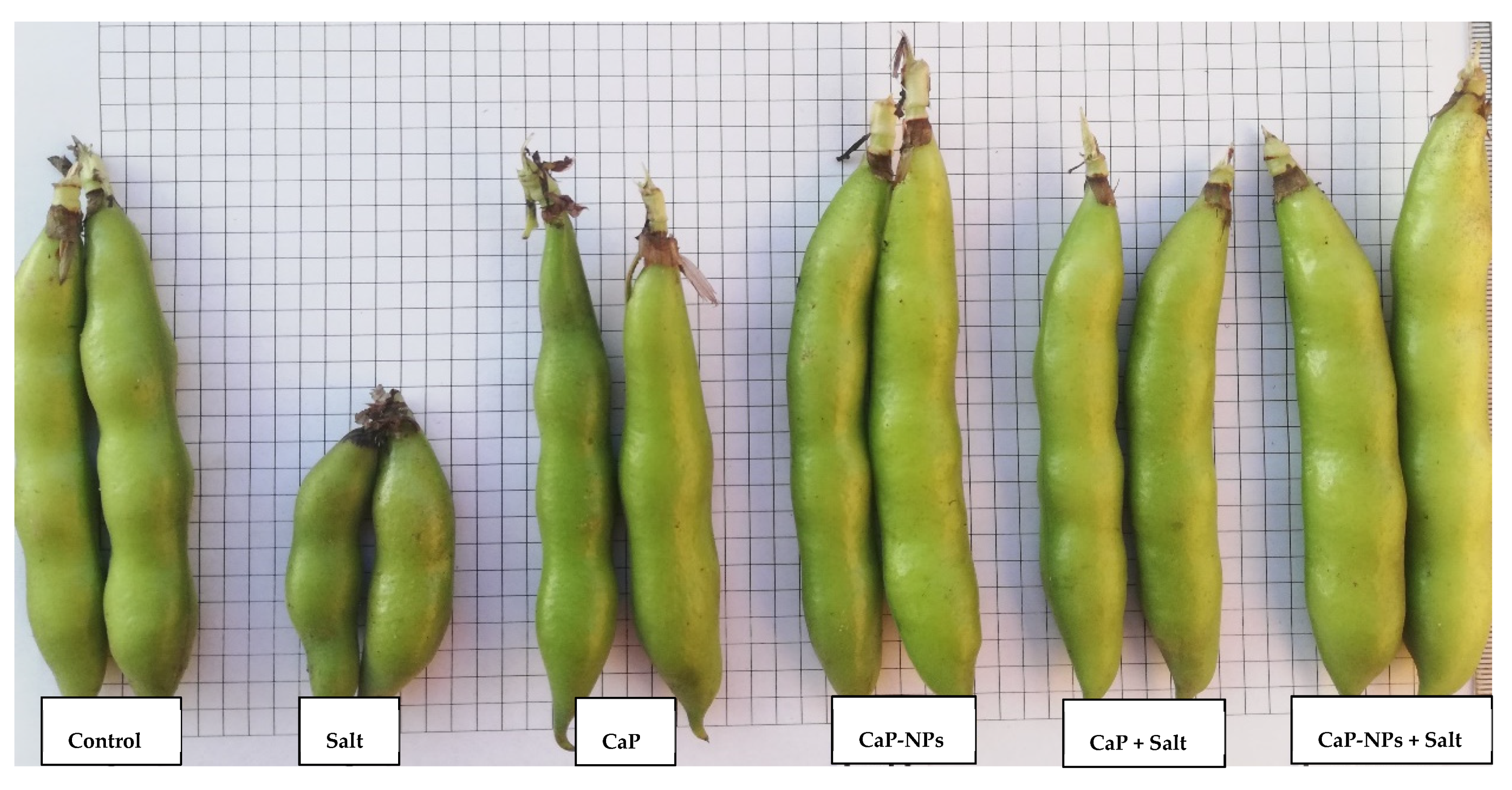 Horticulturae 08 00075 g004 550