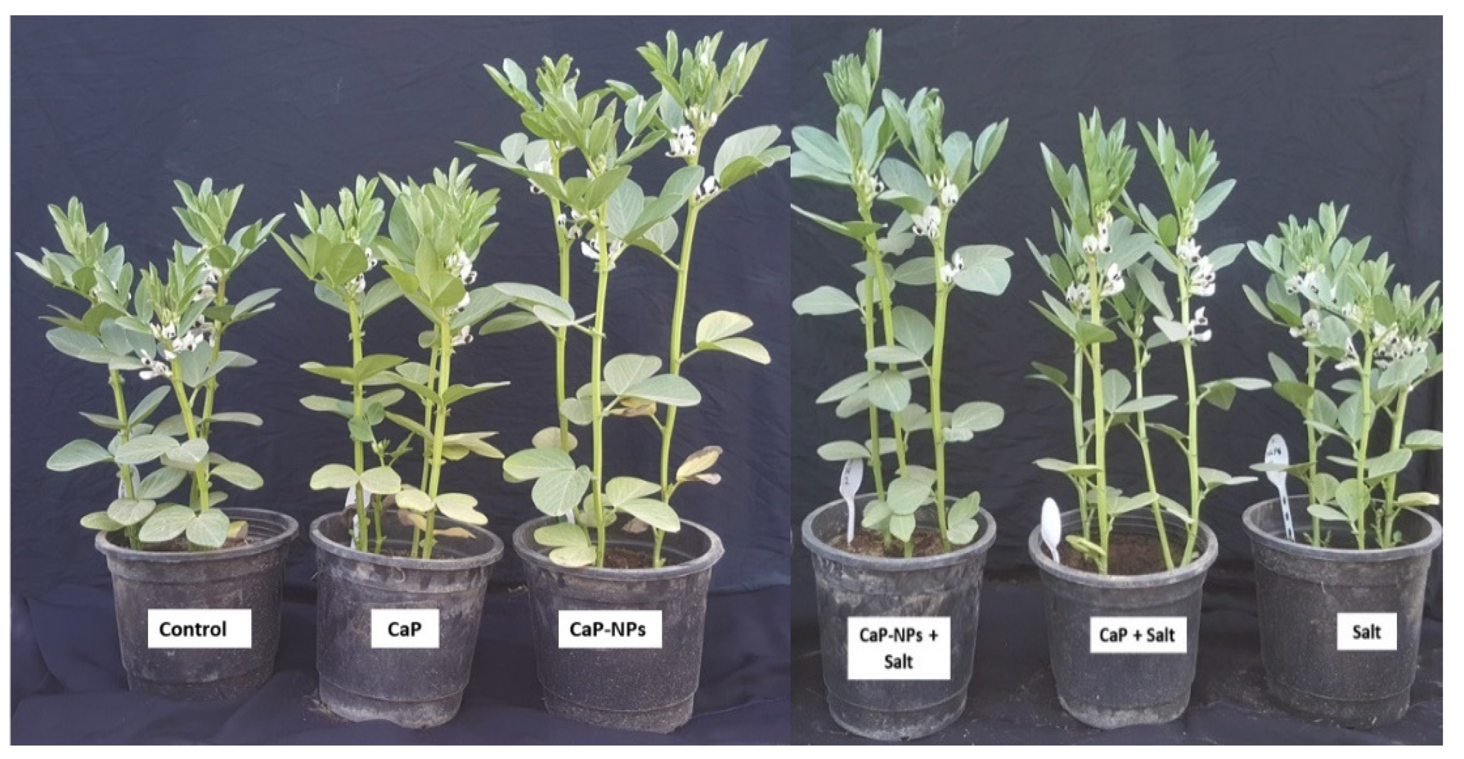 Horticulturae 08 00075 g005 550