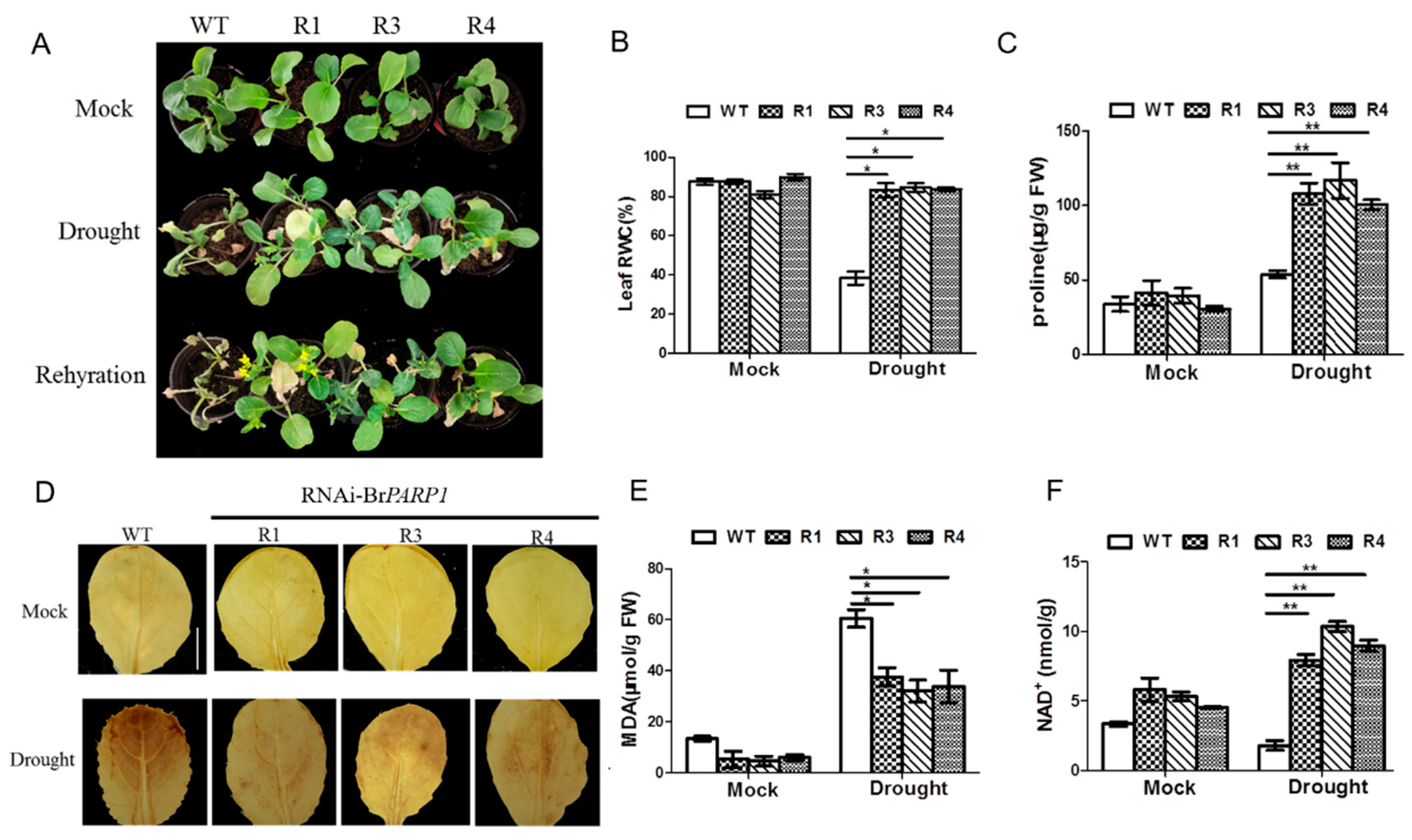 Horticulturae 08 00078 g003