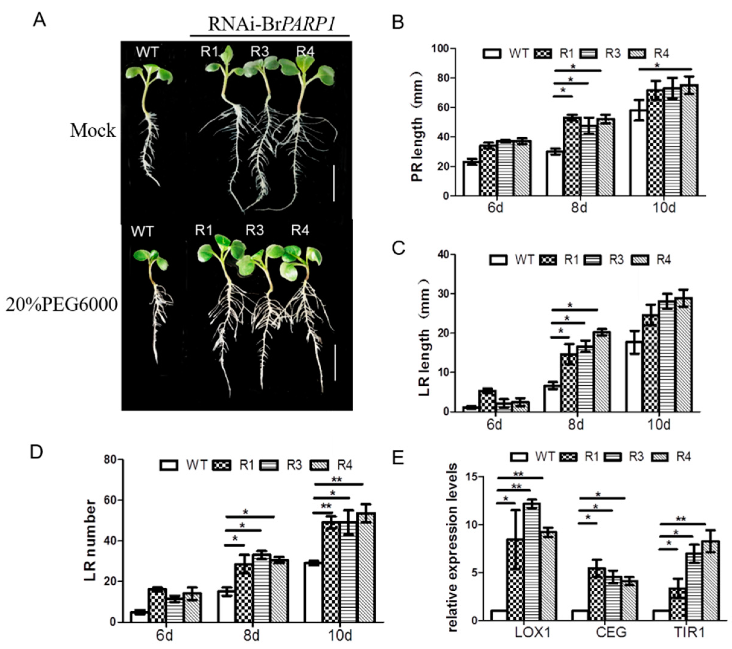 Horticulturae 08 00078 g004