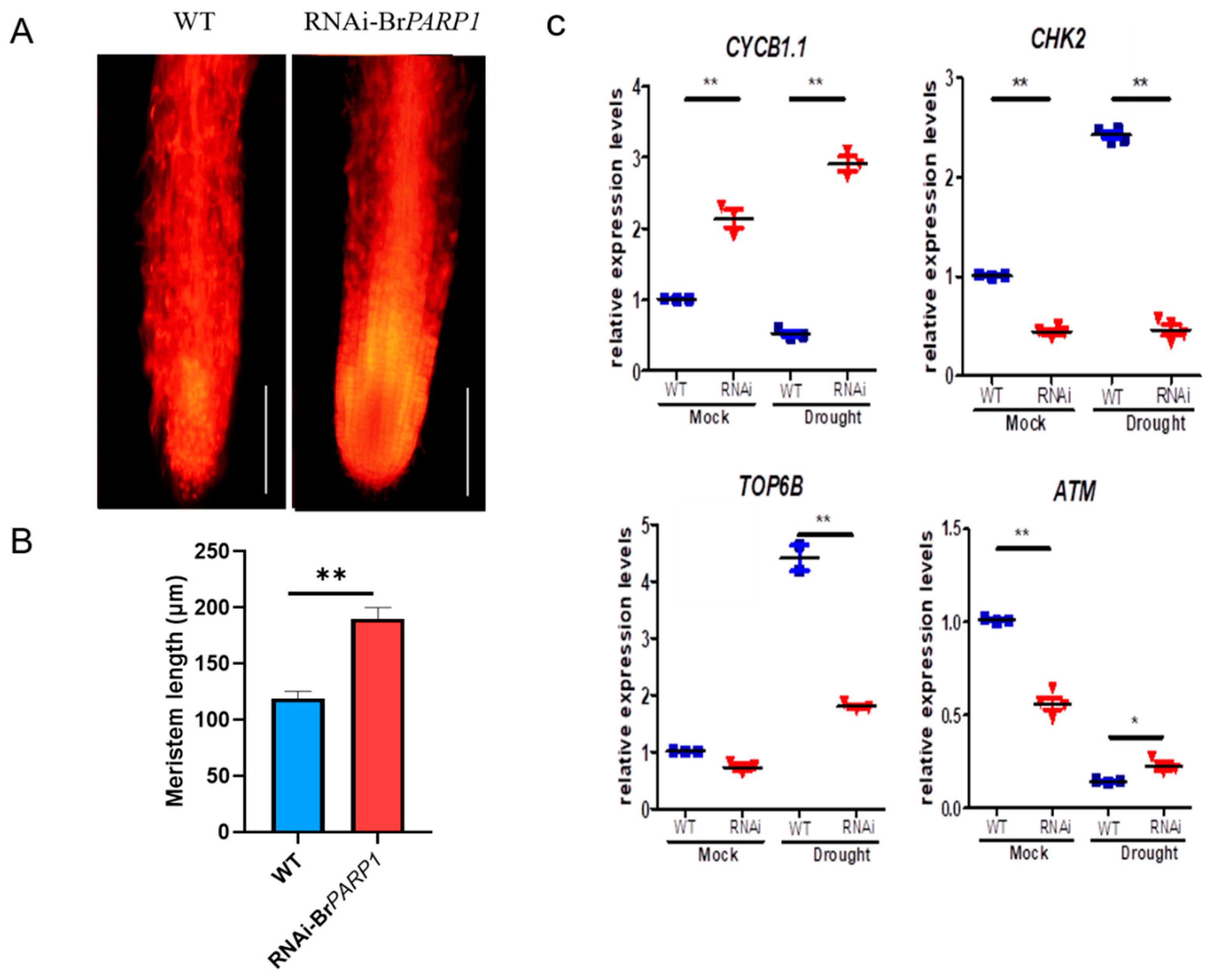Horticulturae 08 00078 g005